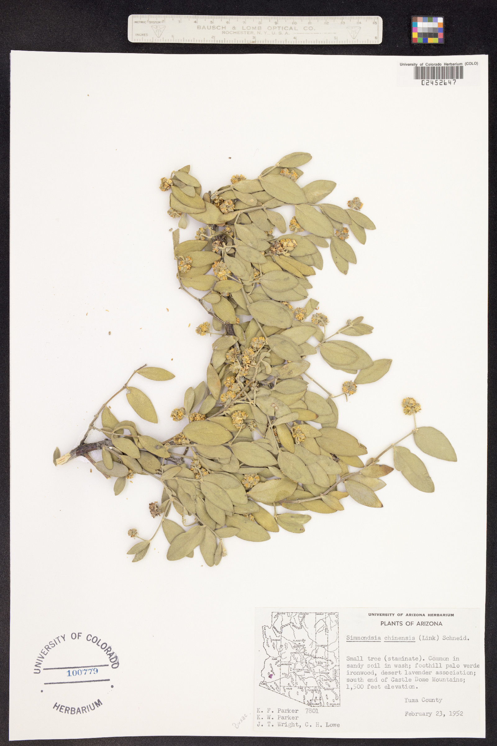 Simmondsia chinensis image