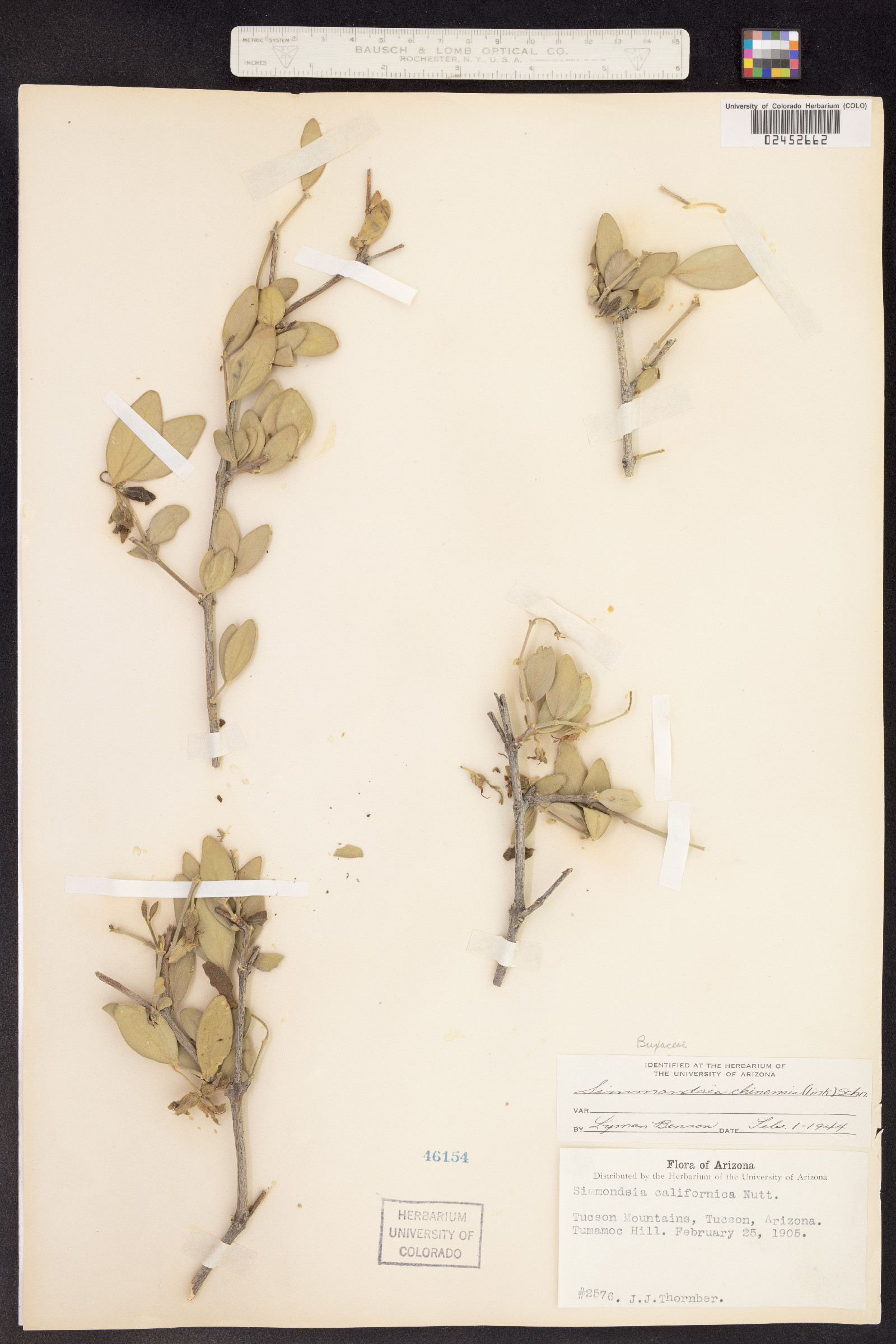 Simmondsia chinensis image