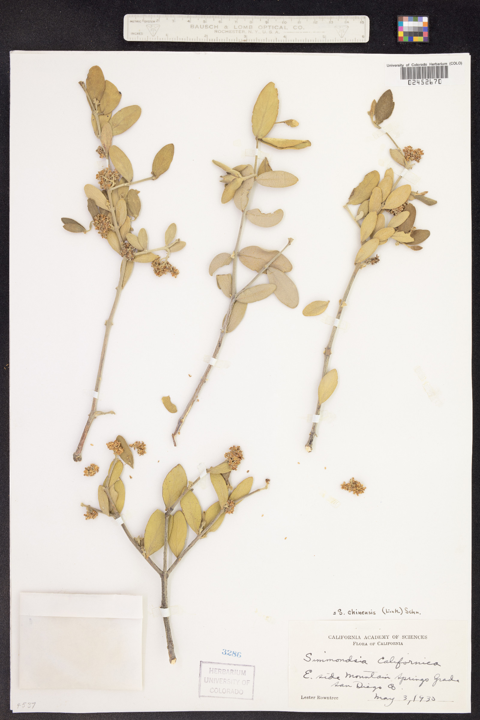 Simmondsia chinensis image