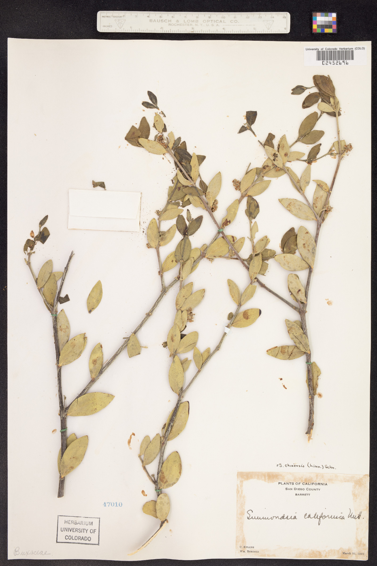Simmondsia chinensis image
