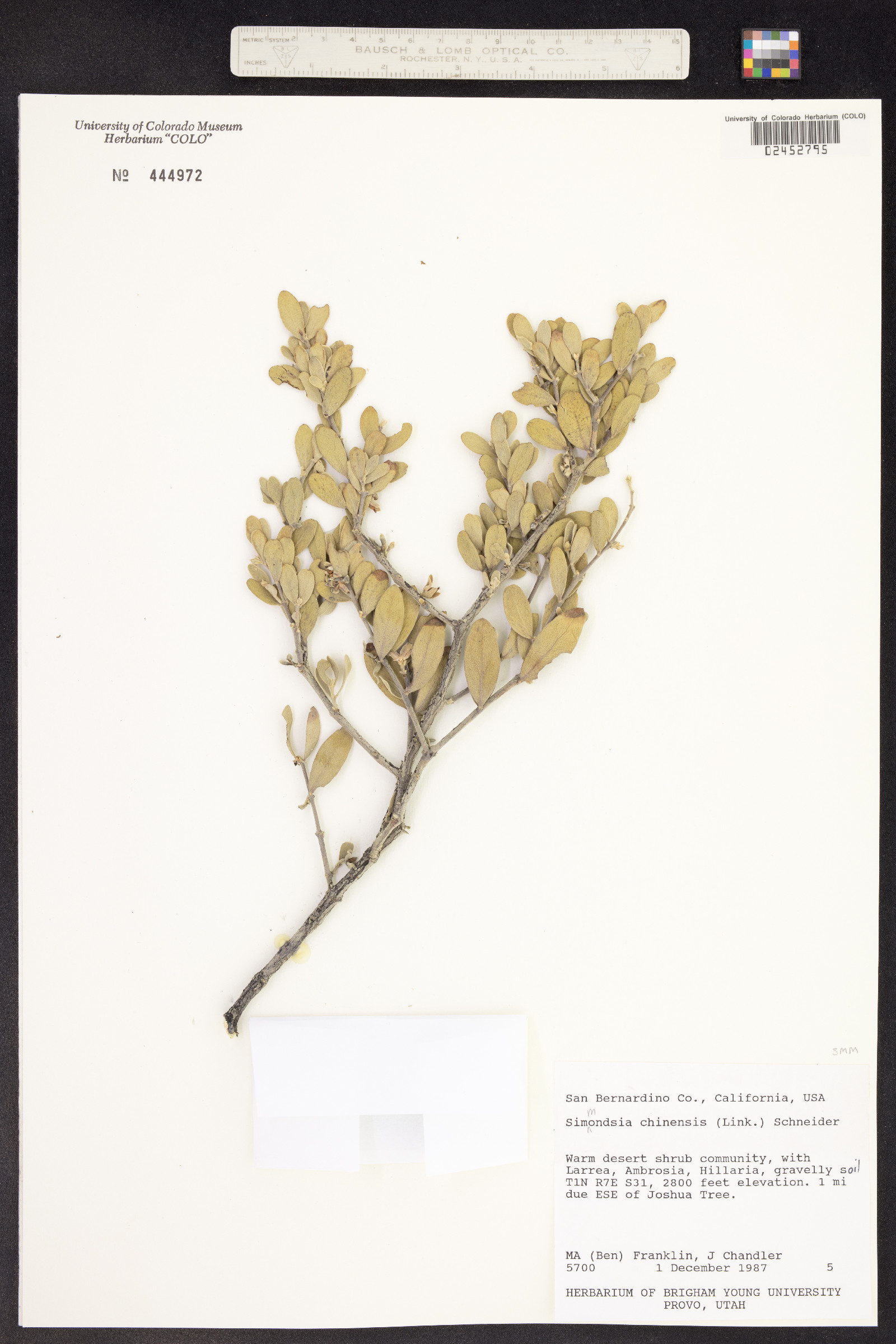 Simmondsia chinensis image