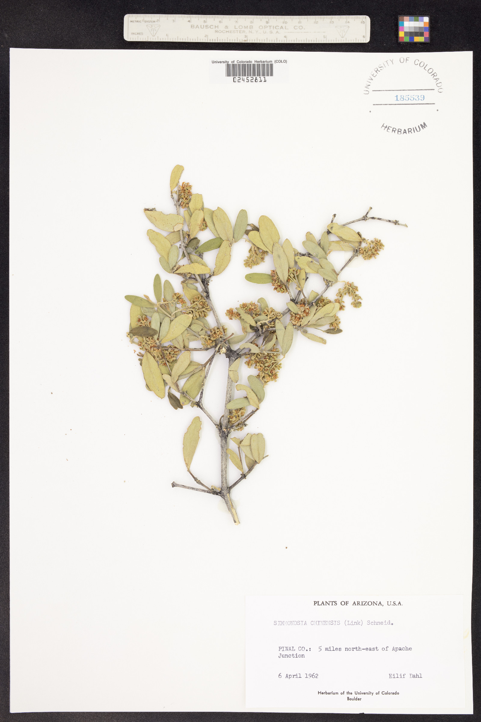 Simmondsia image