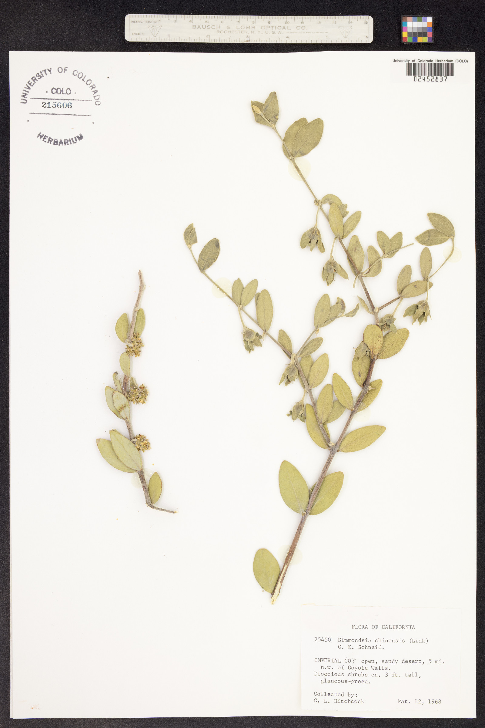 Simmondsia chinensis image