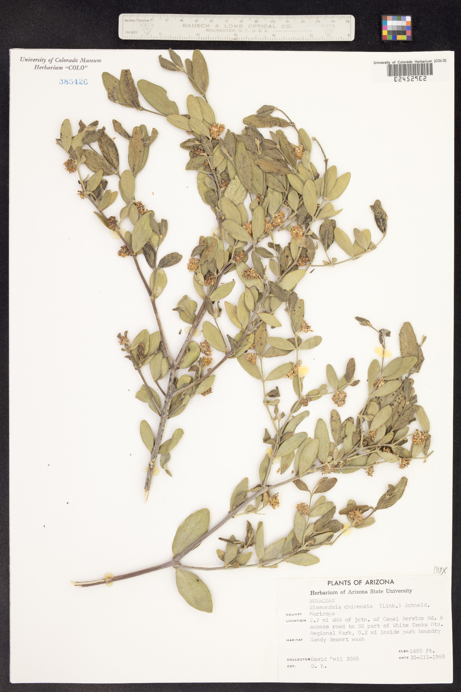 Simmondsia chinensis image