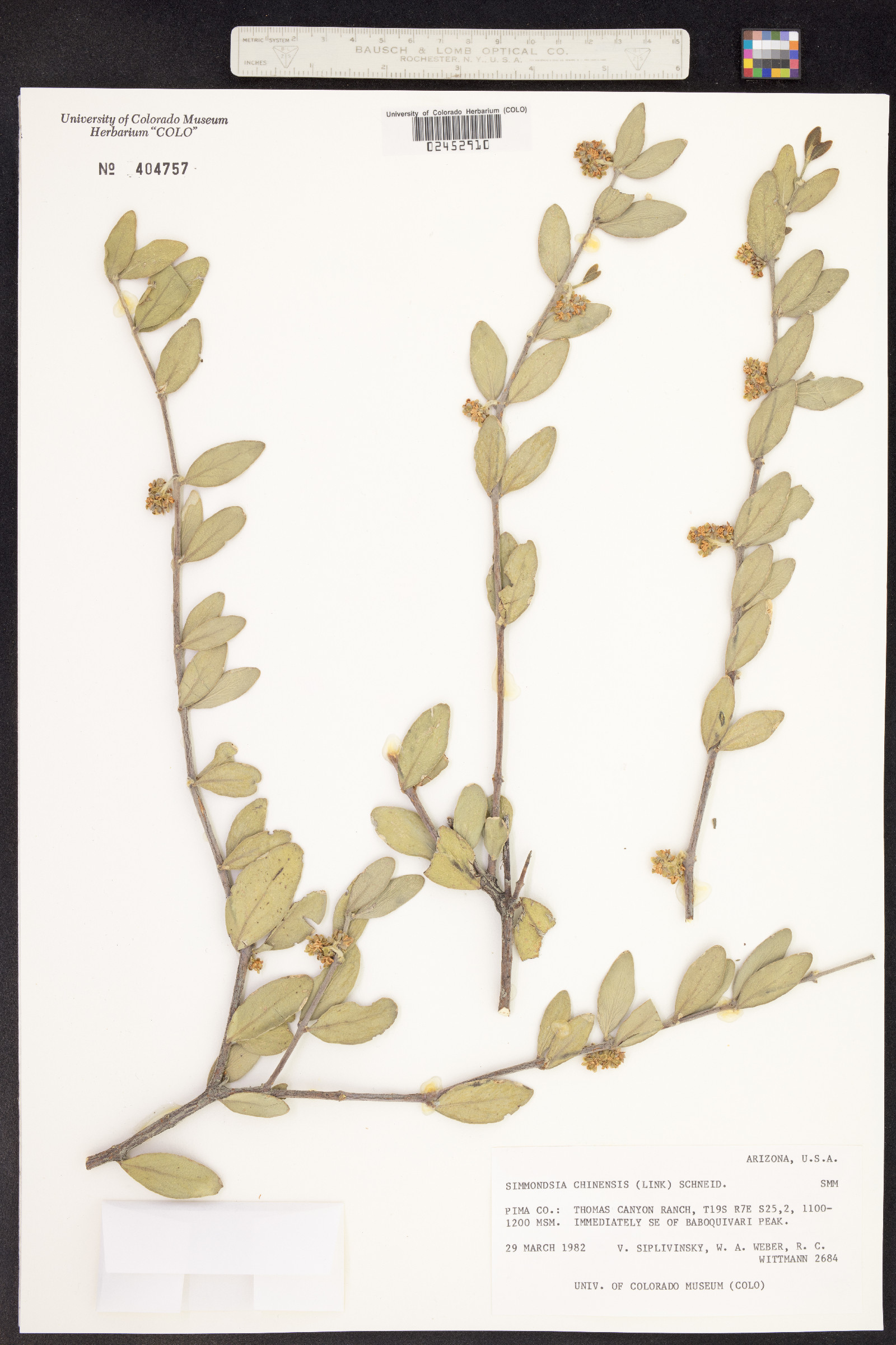 Simmondsia chinensis image