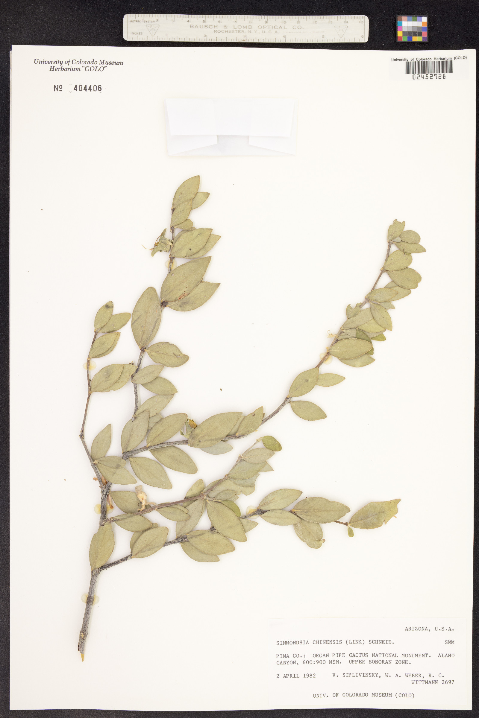 Simmondsia chinensis image