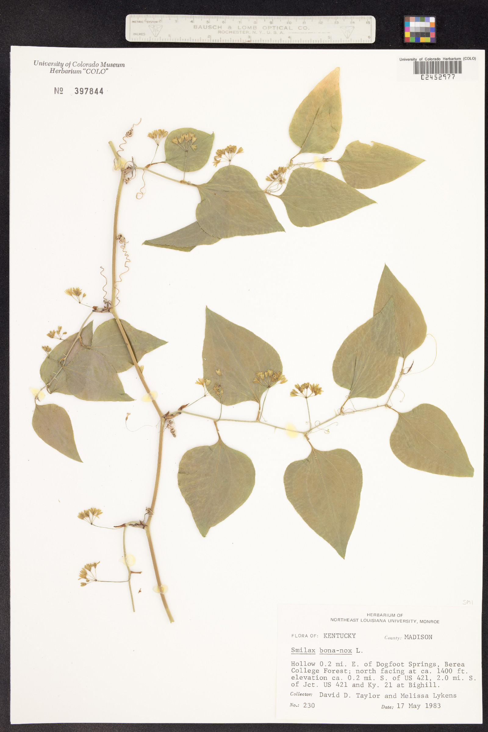 Smilax bona-nox image