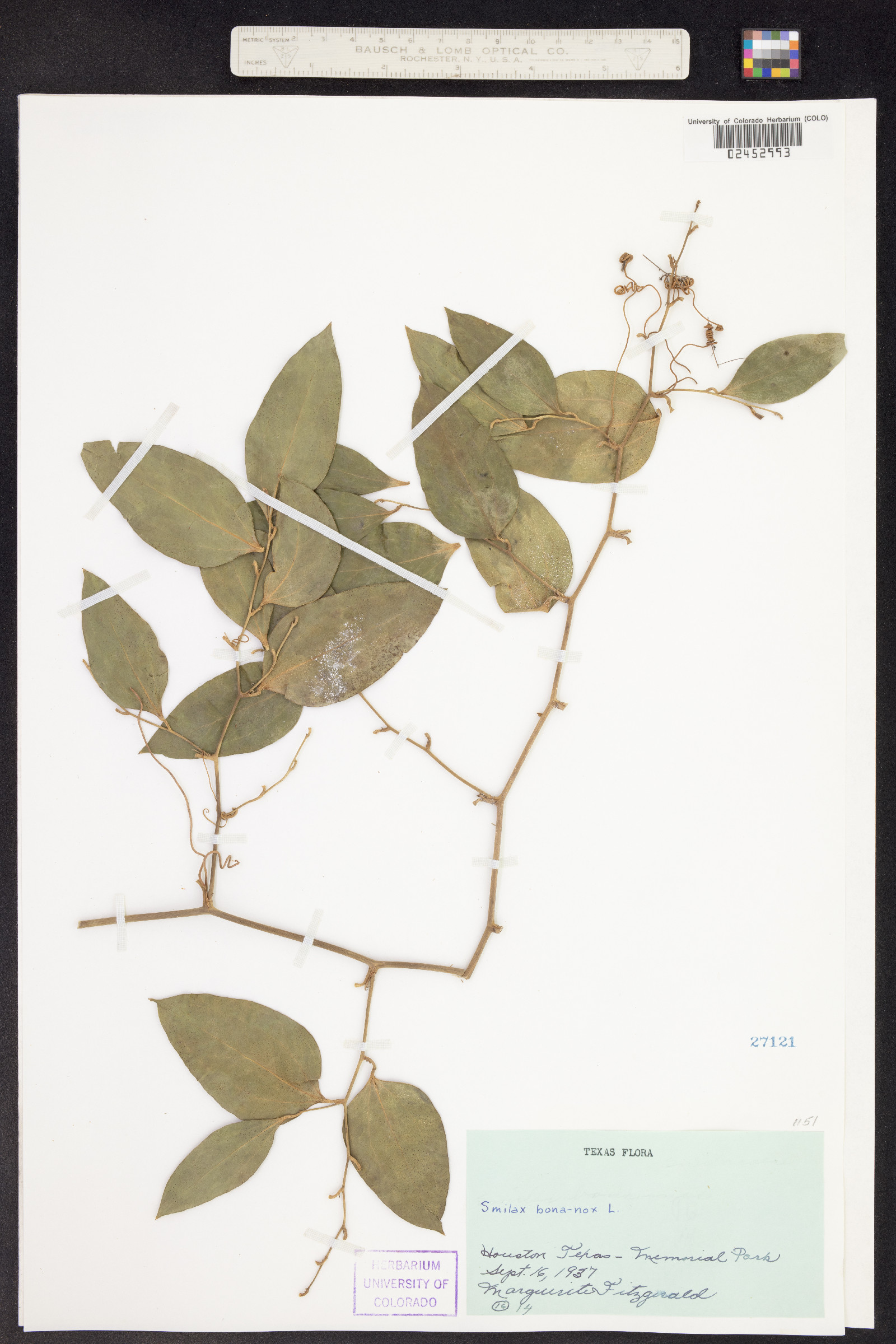 Smilax image