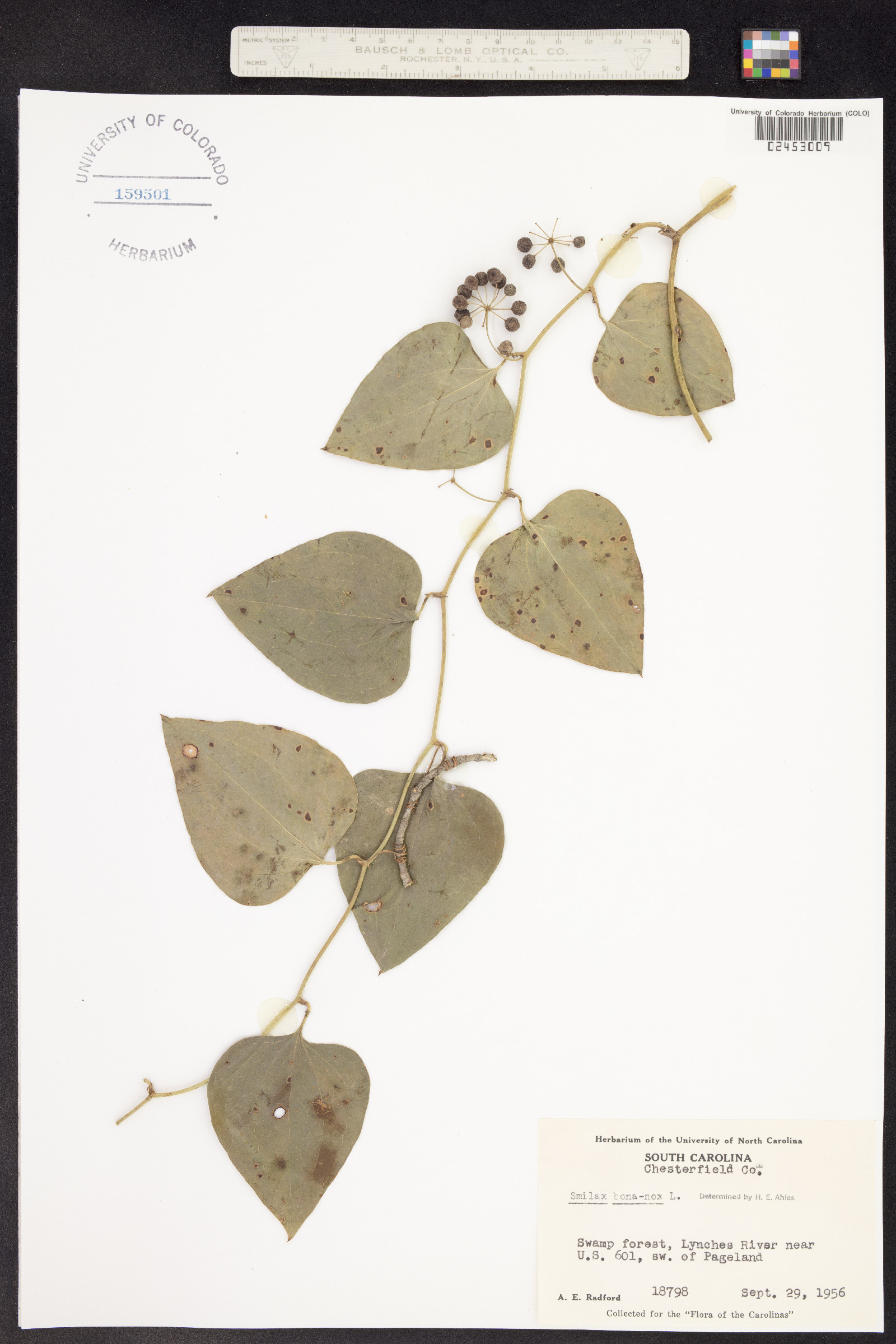 Smilax bona-nox image