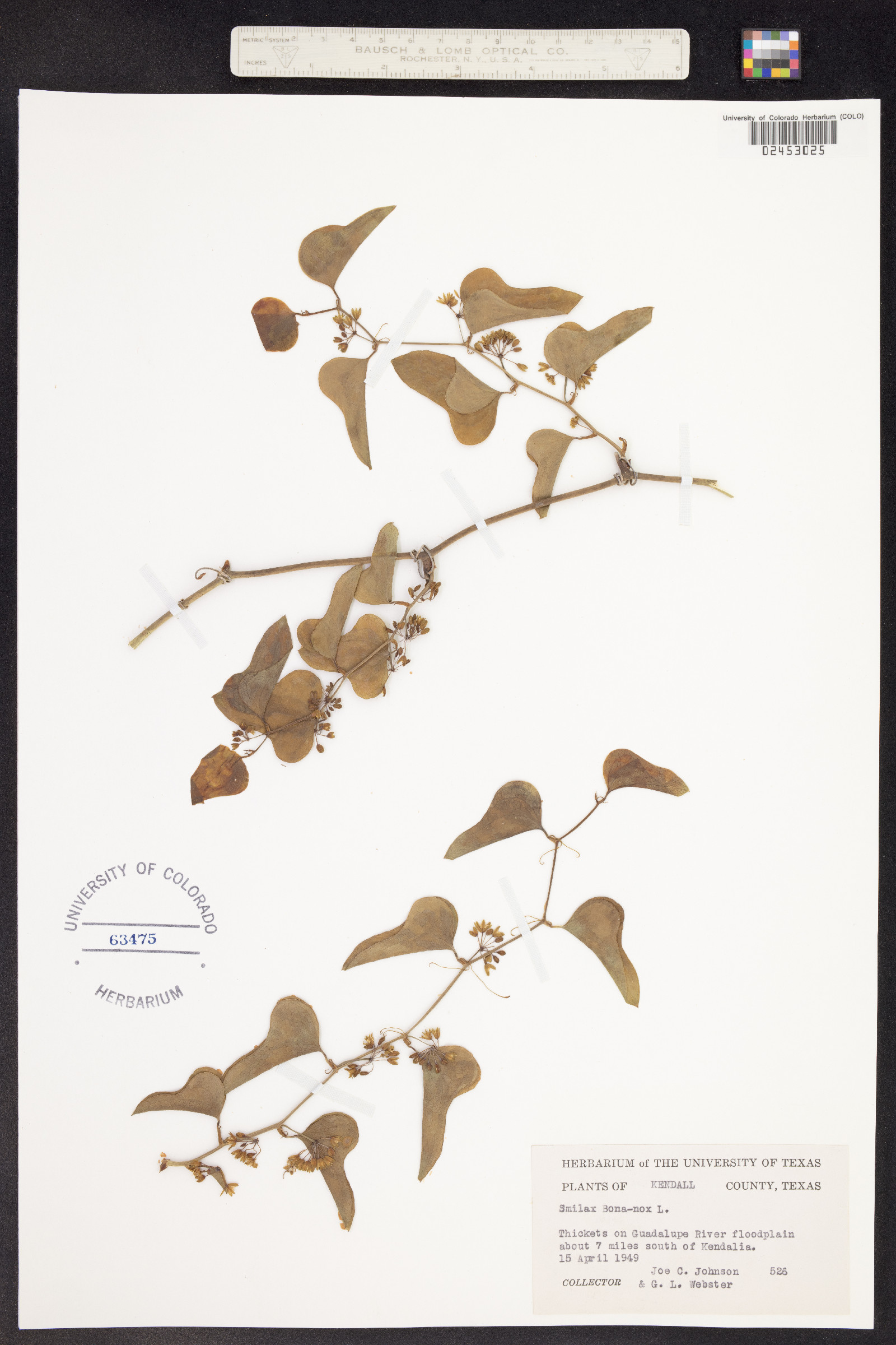 Smilax bona-nox image