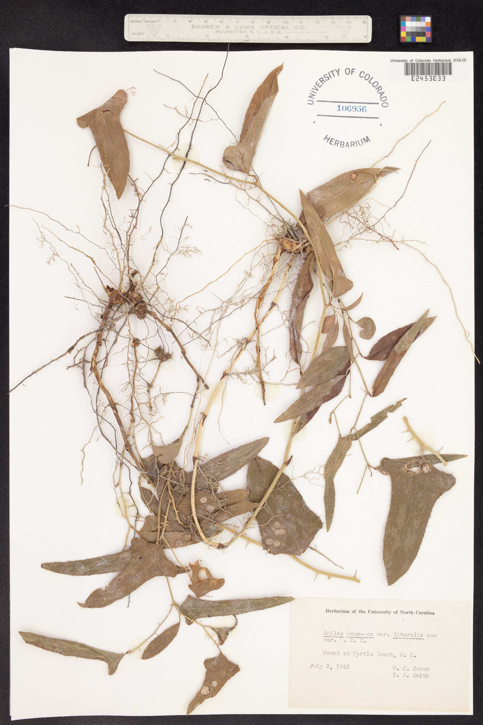 Smilax bona-nox image