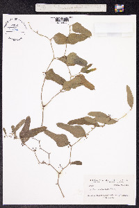Image of Smilax auriculata