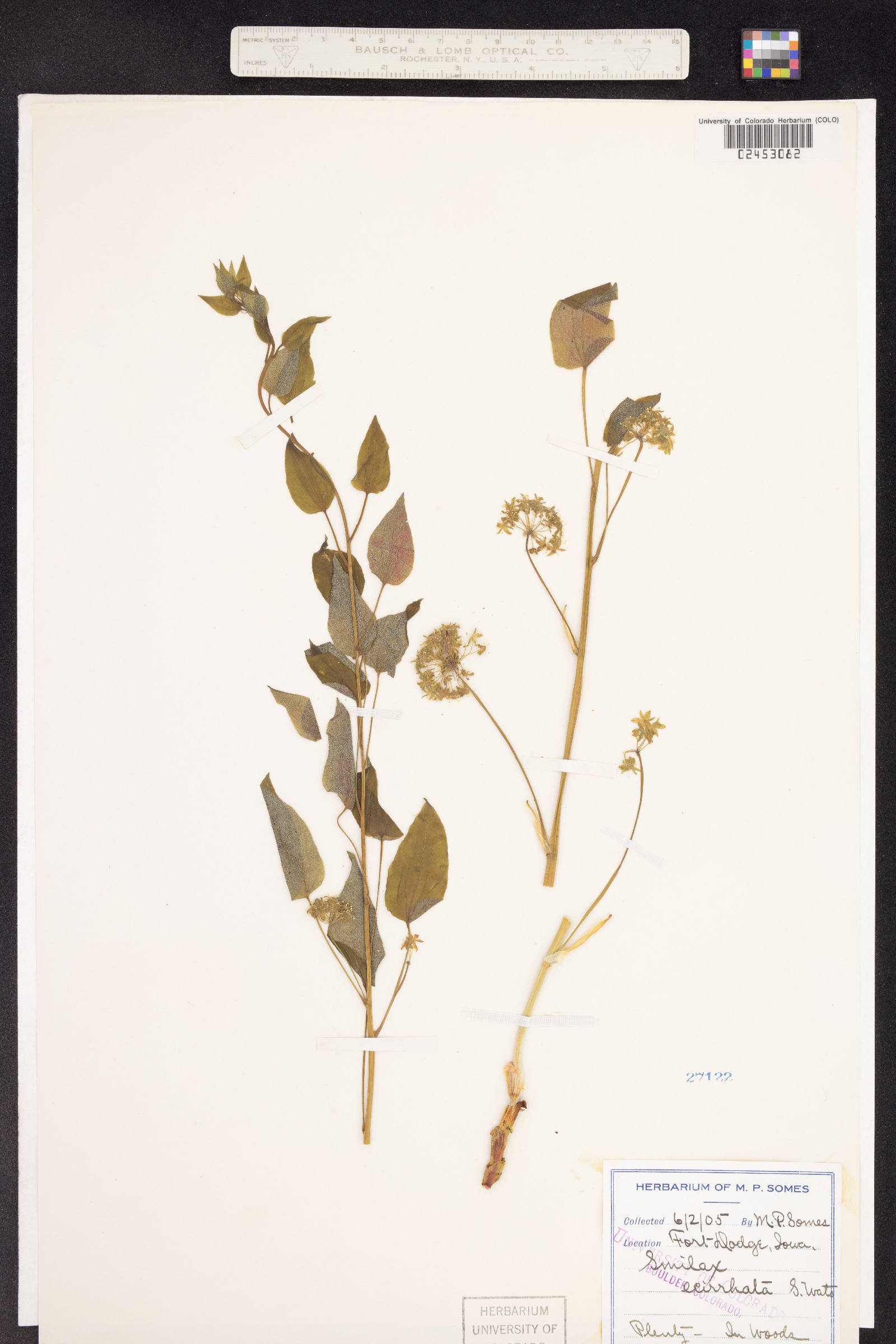 Smilax ecirrhata image