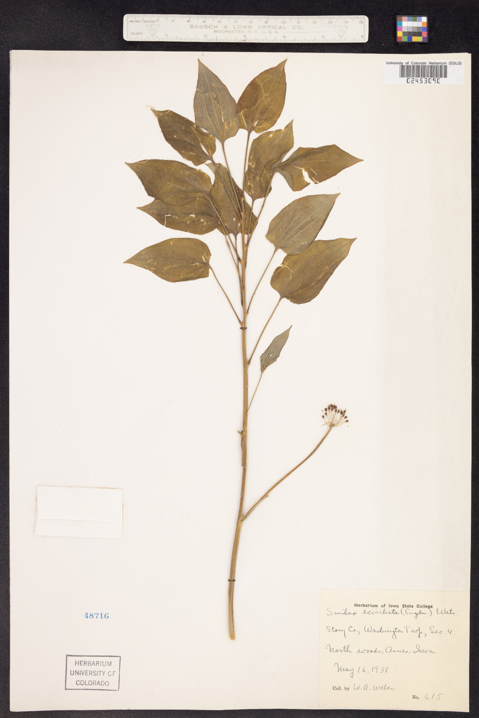 Smilax ecirrhata image