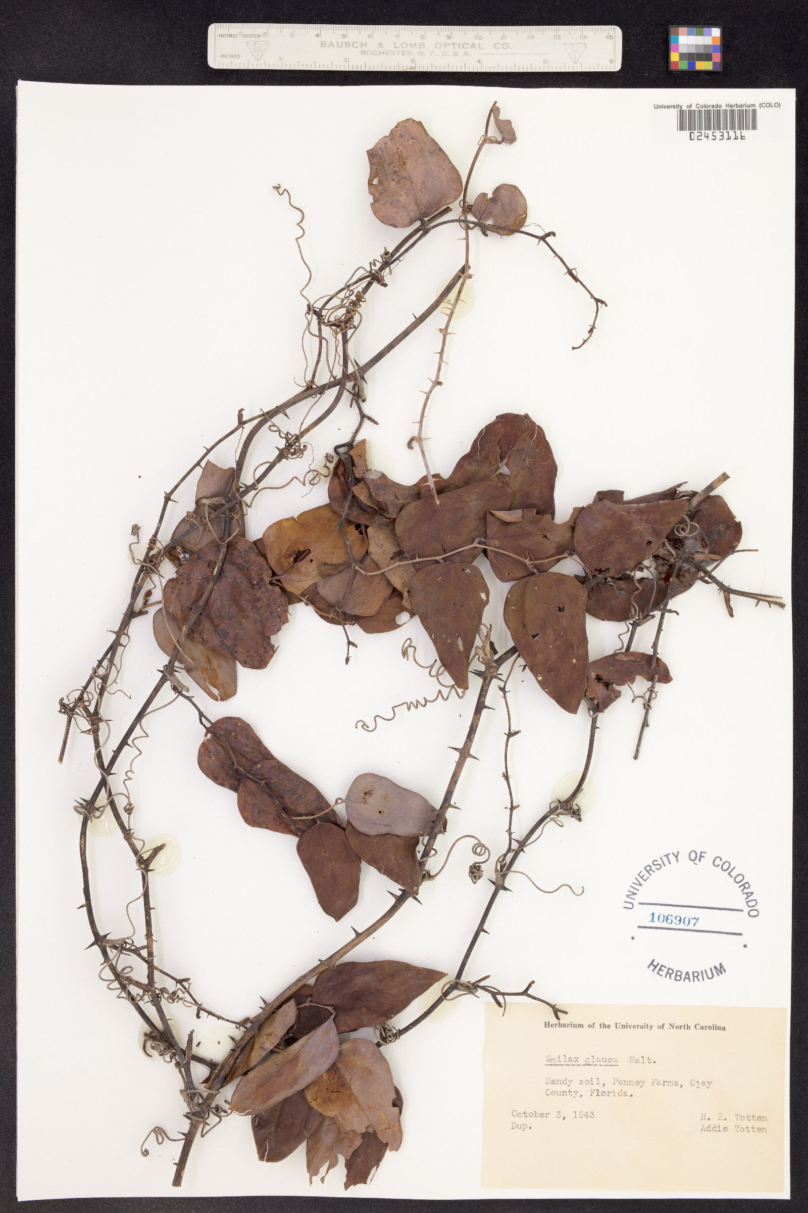 Smilax glauca image