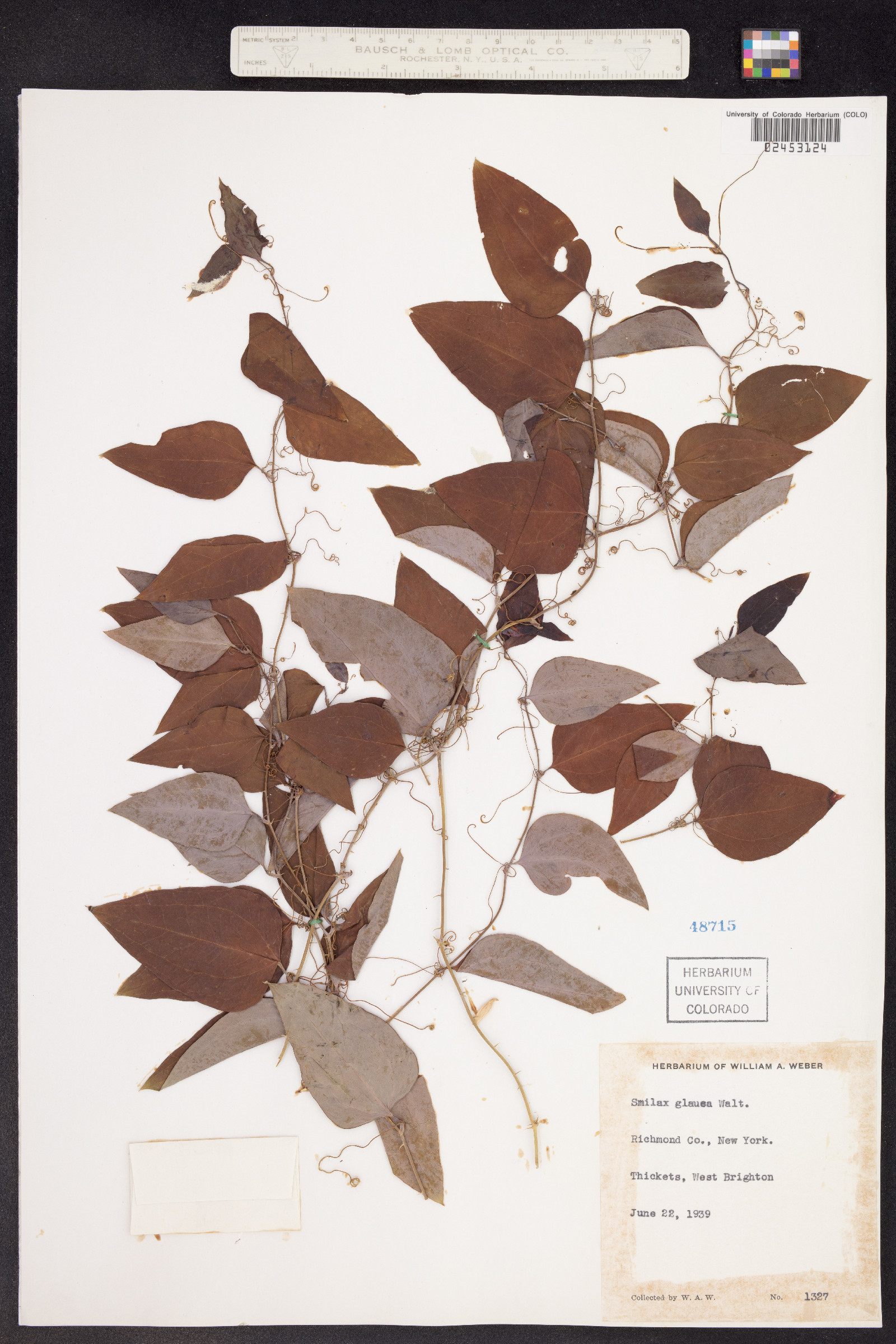 Smilax glauca image