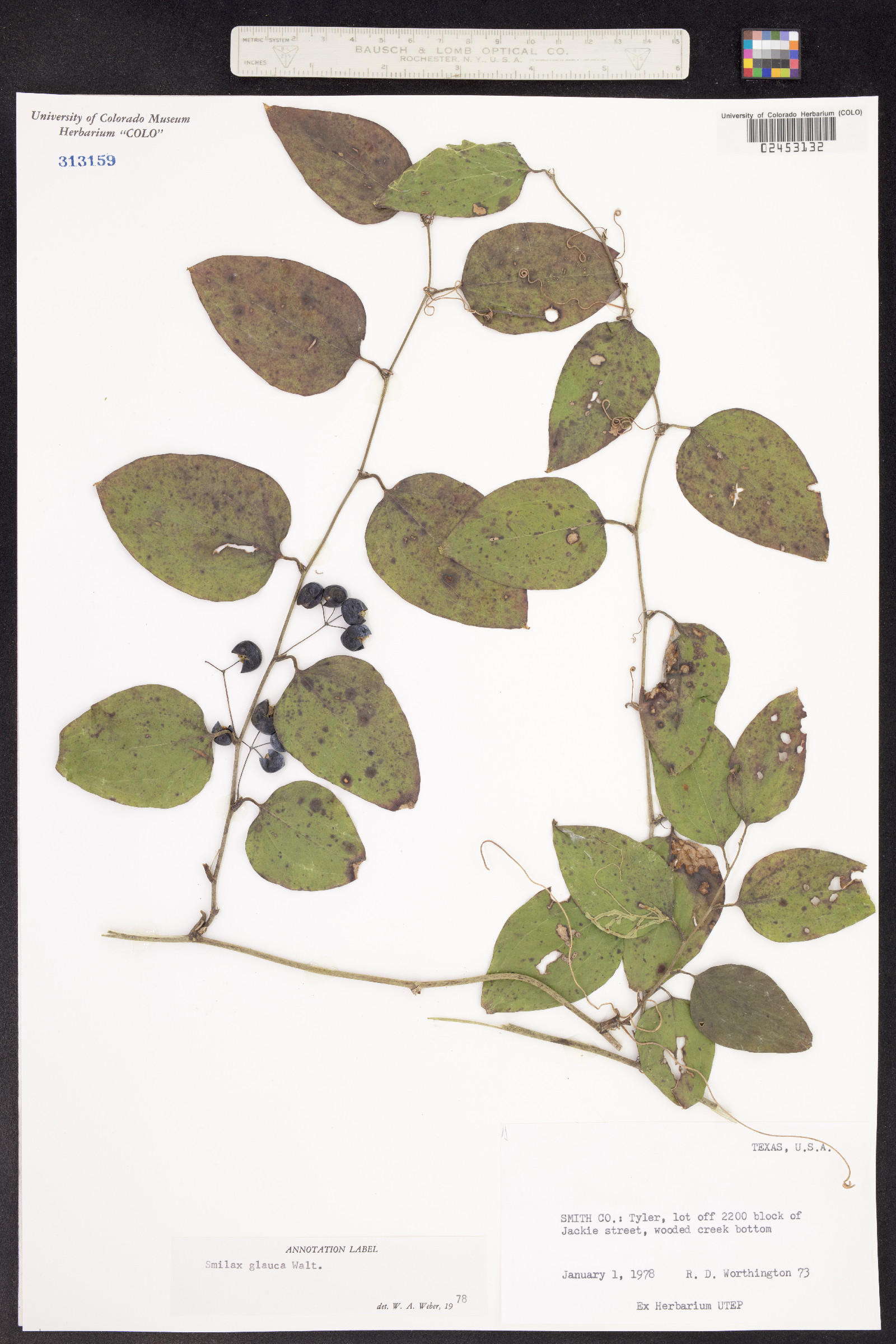 Smilax glauca image