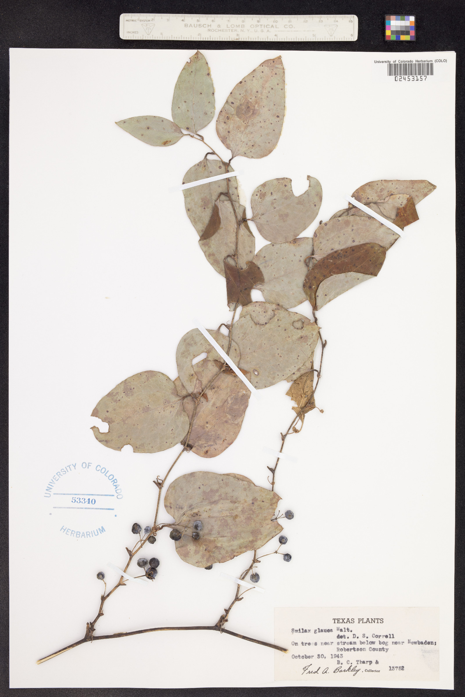 Smilax glauca image