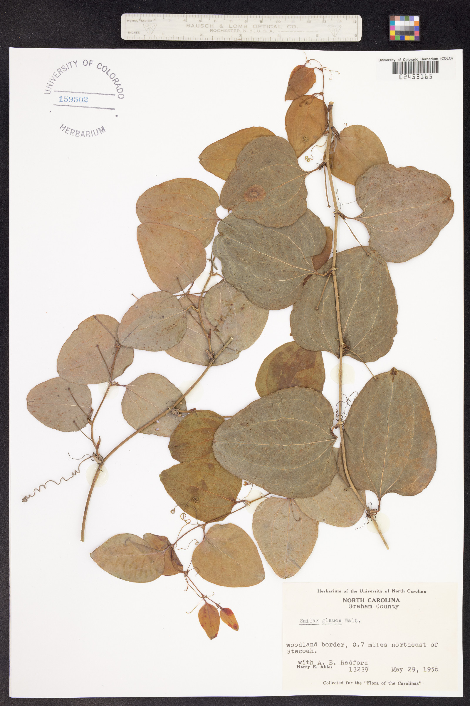 Smilax glauca image