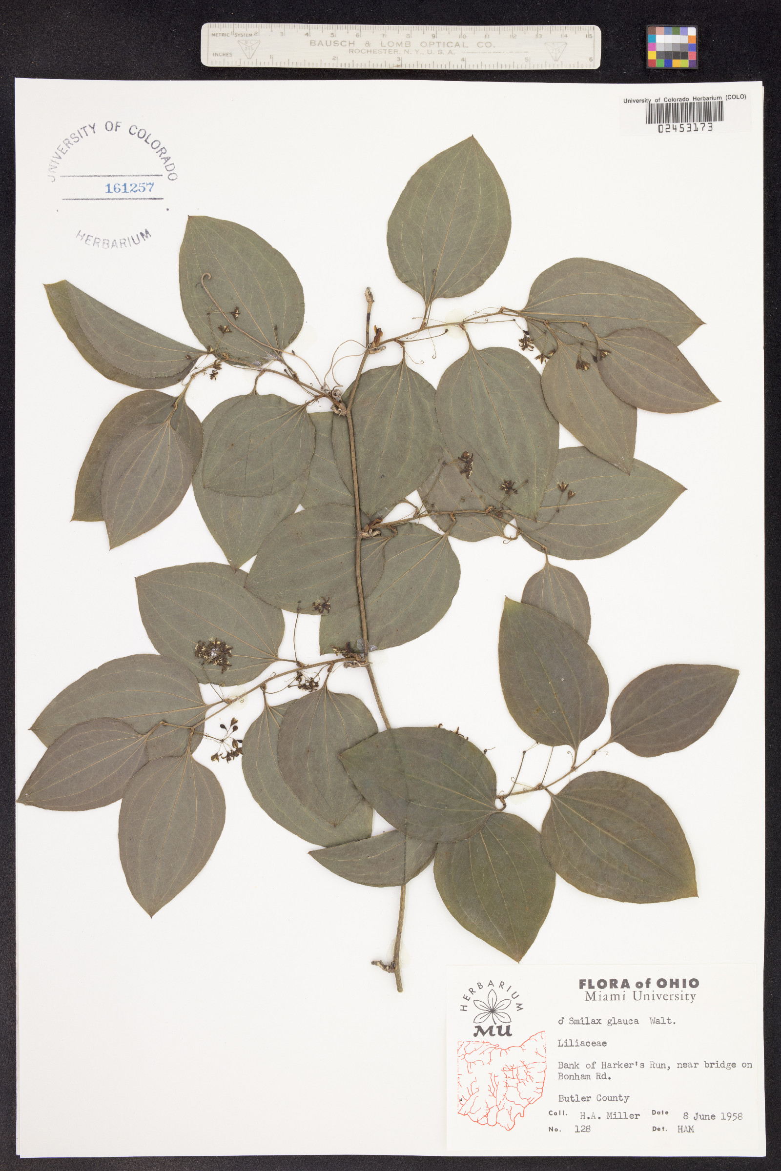 Smilax glauca image