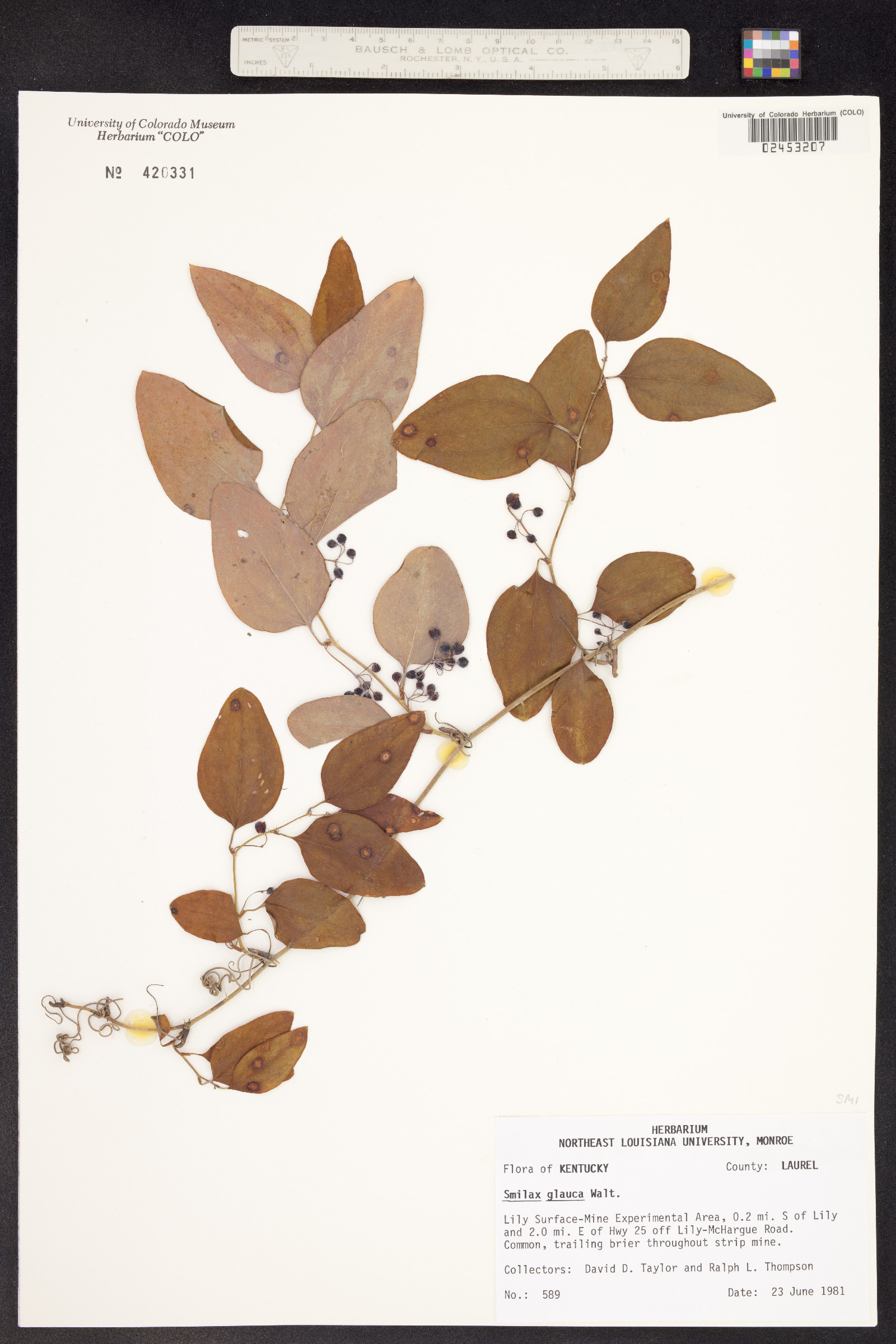 Smilax glauca image