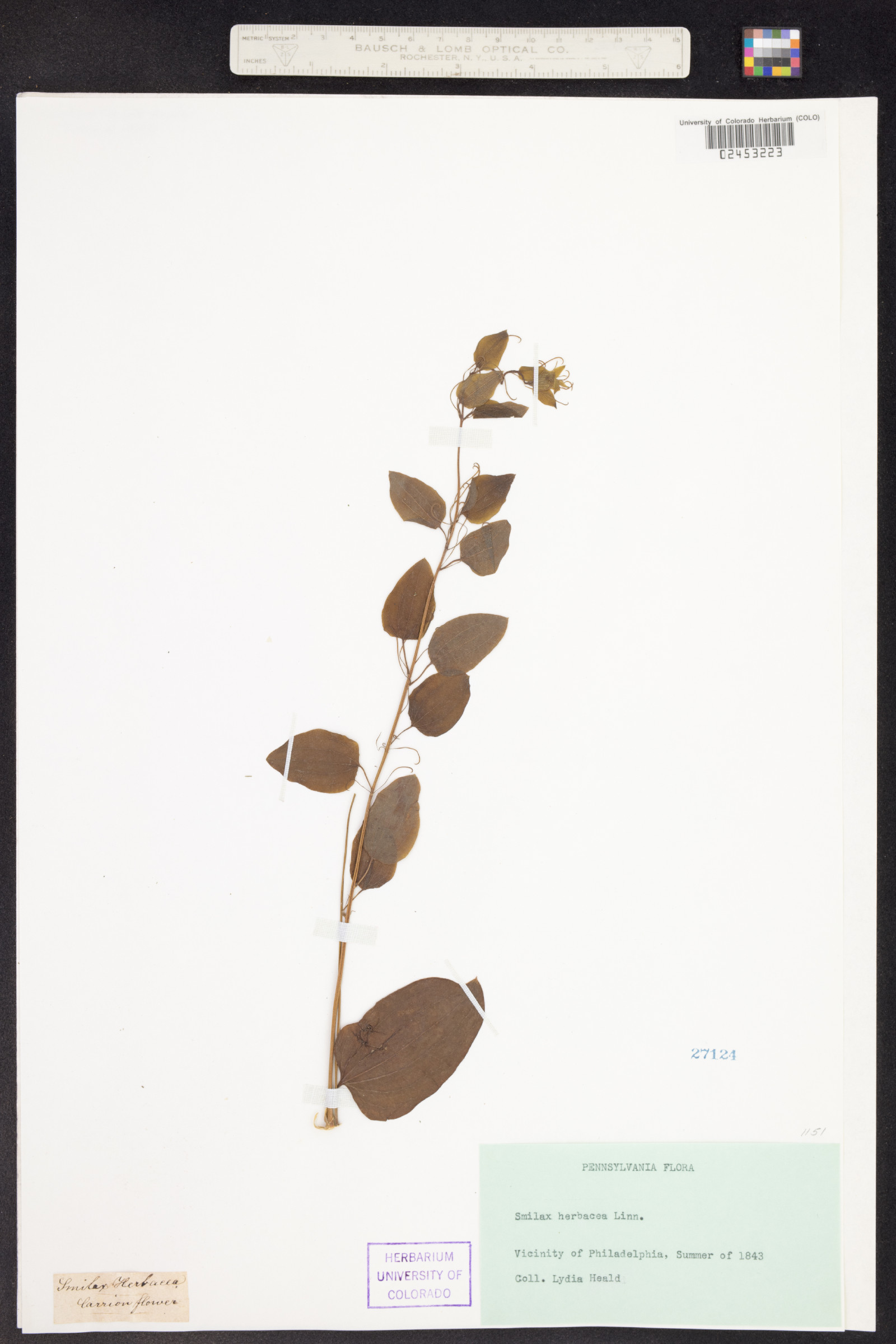 Smilax herbacea image