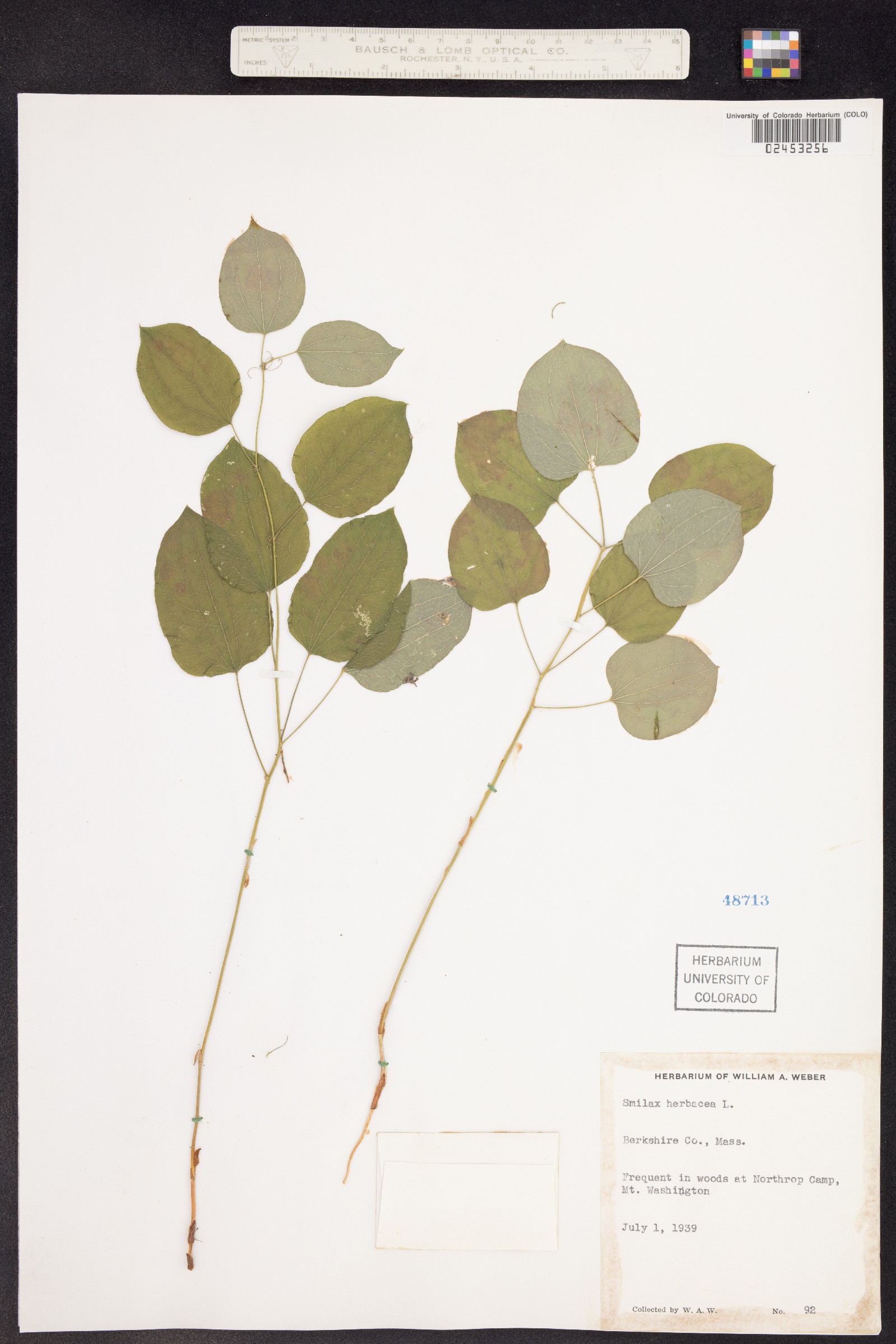 Smilax herbacea image