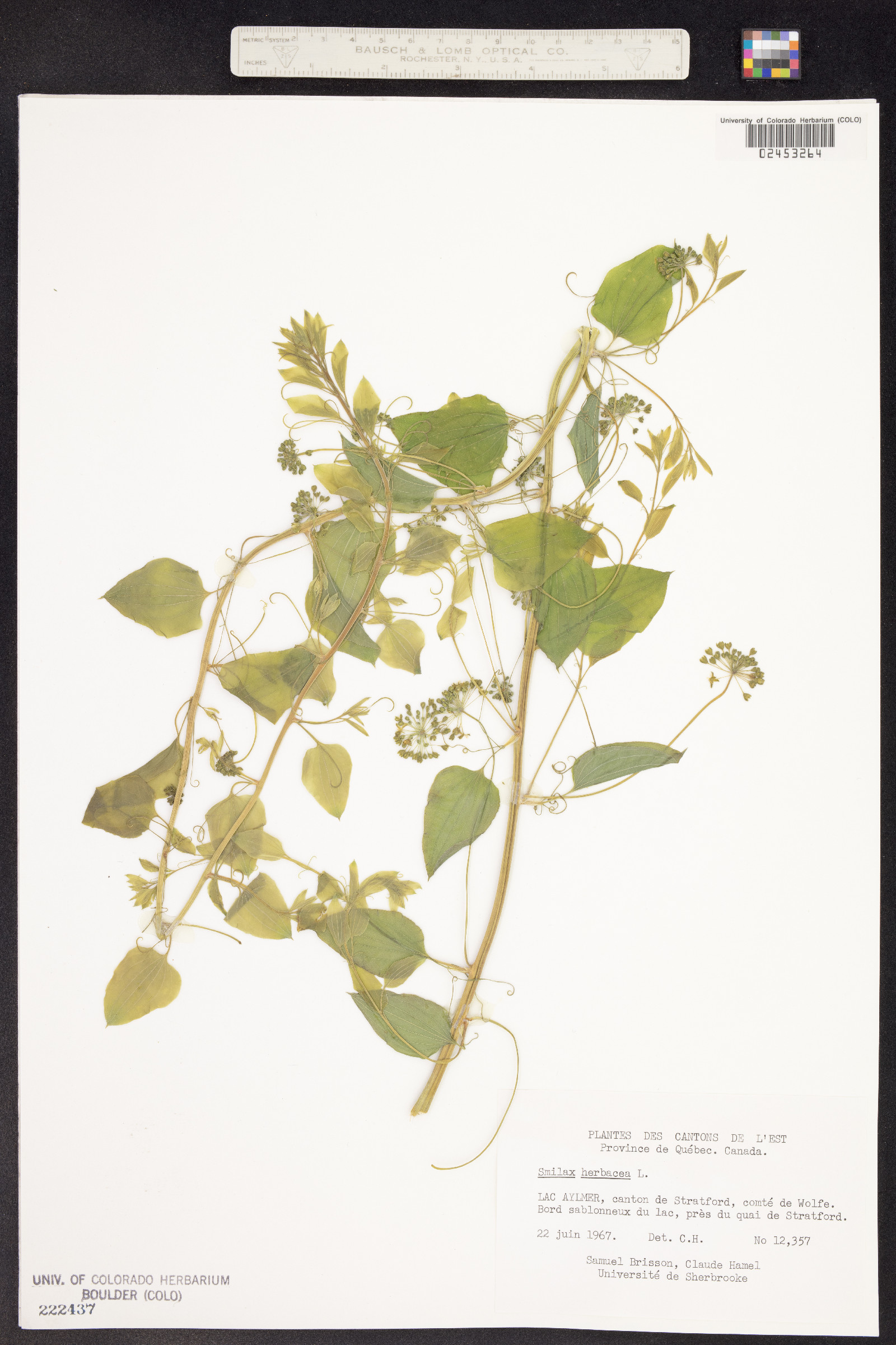 Smilax herbacea image