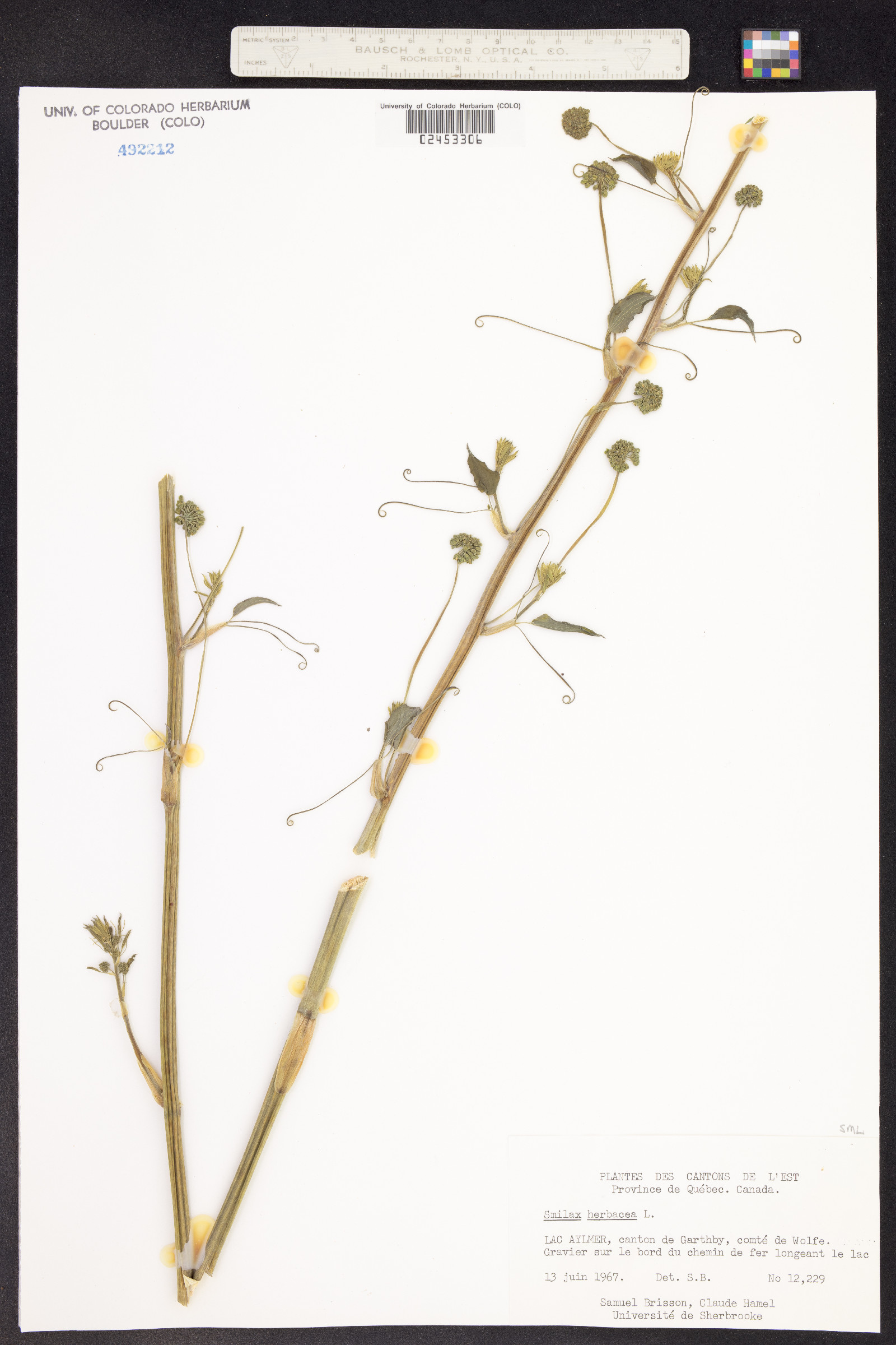 Smilax herbacea image