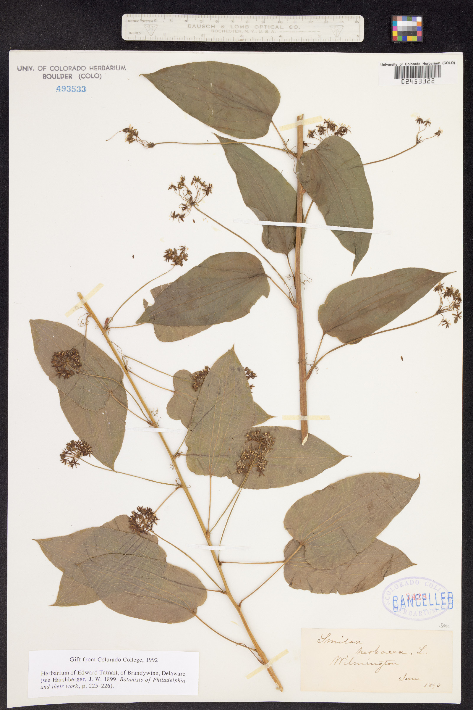 Smilax herbacea image