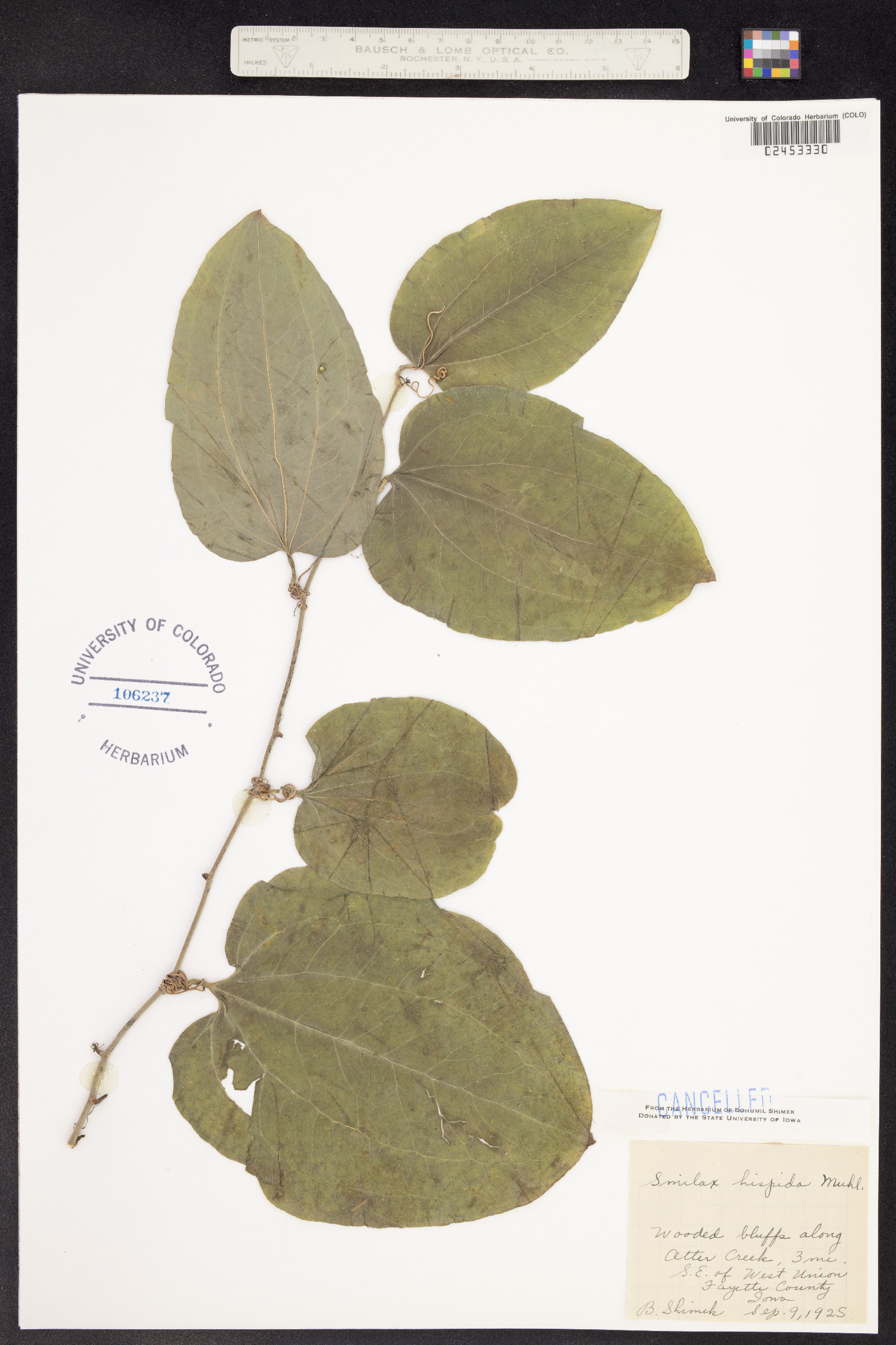Smilax tamnoides image