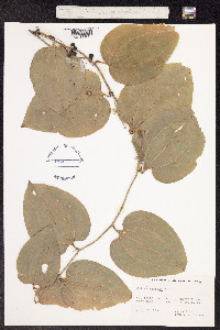 Smilax tamnoides image