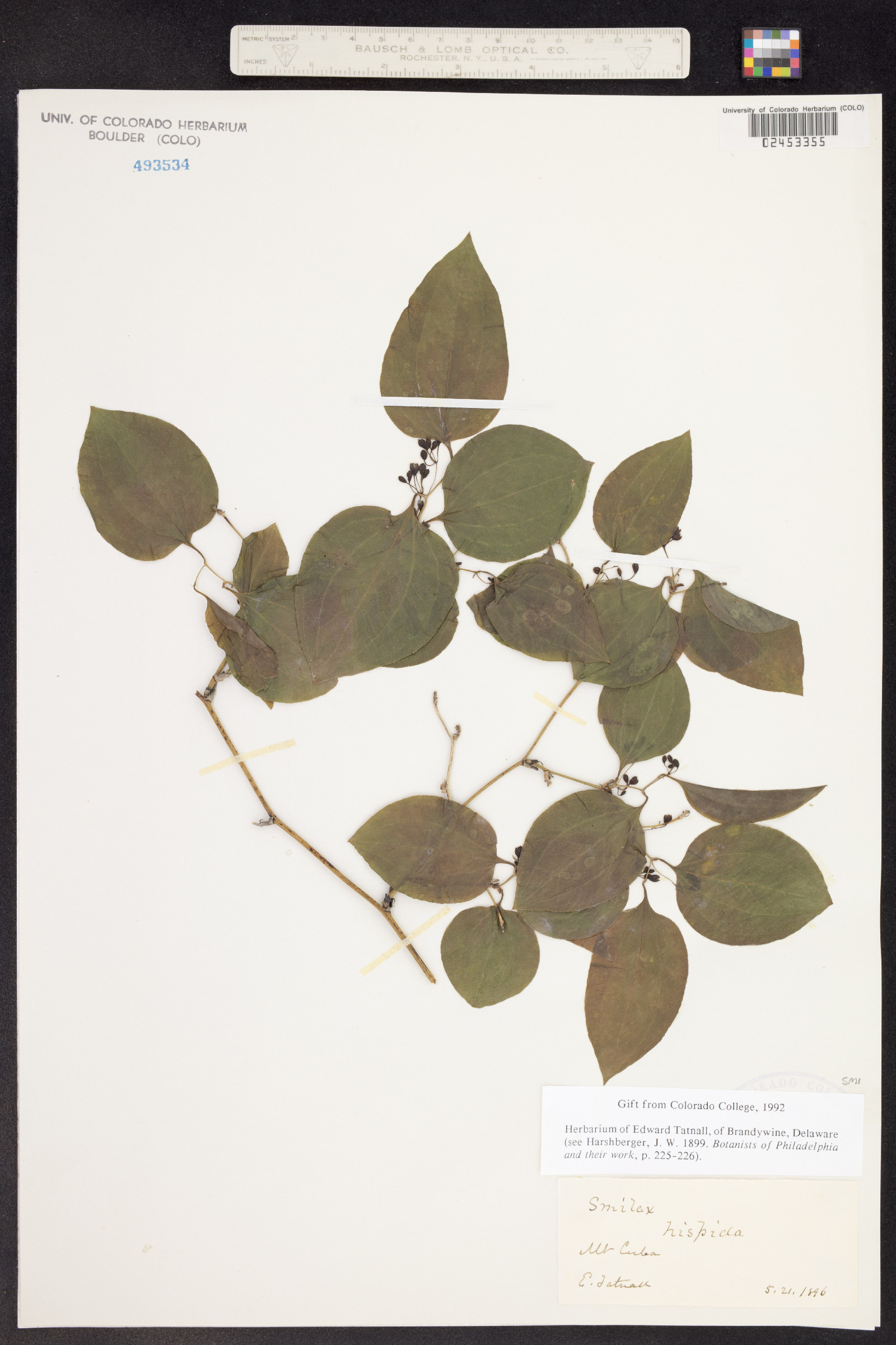 Smilax tamnoides image