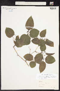 Image of Smilax tamnoides
