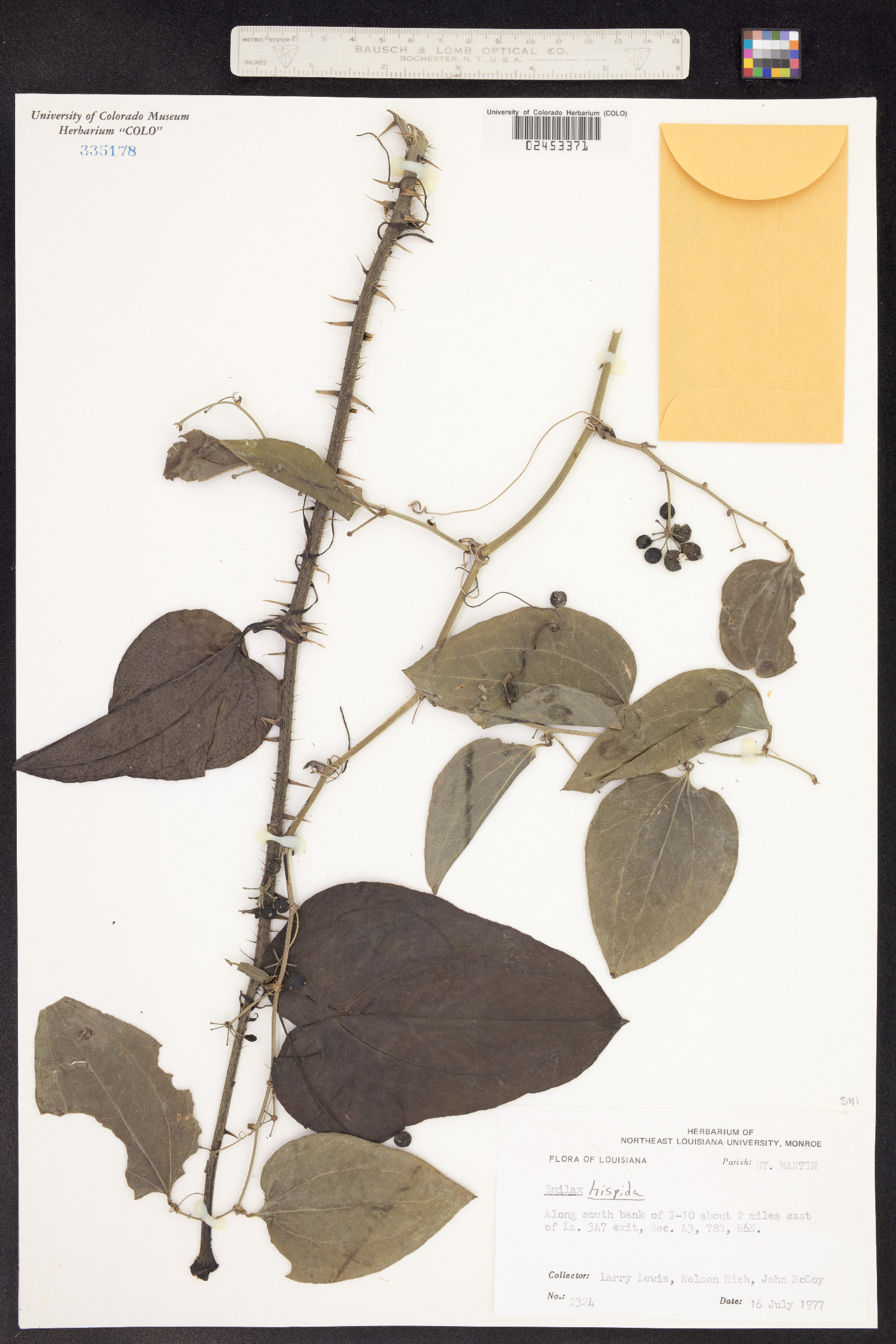 Smilax tamnoides image