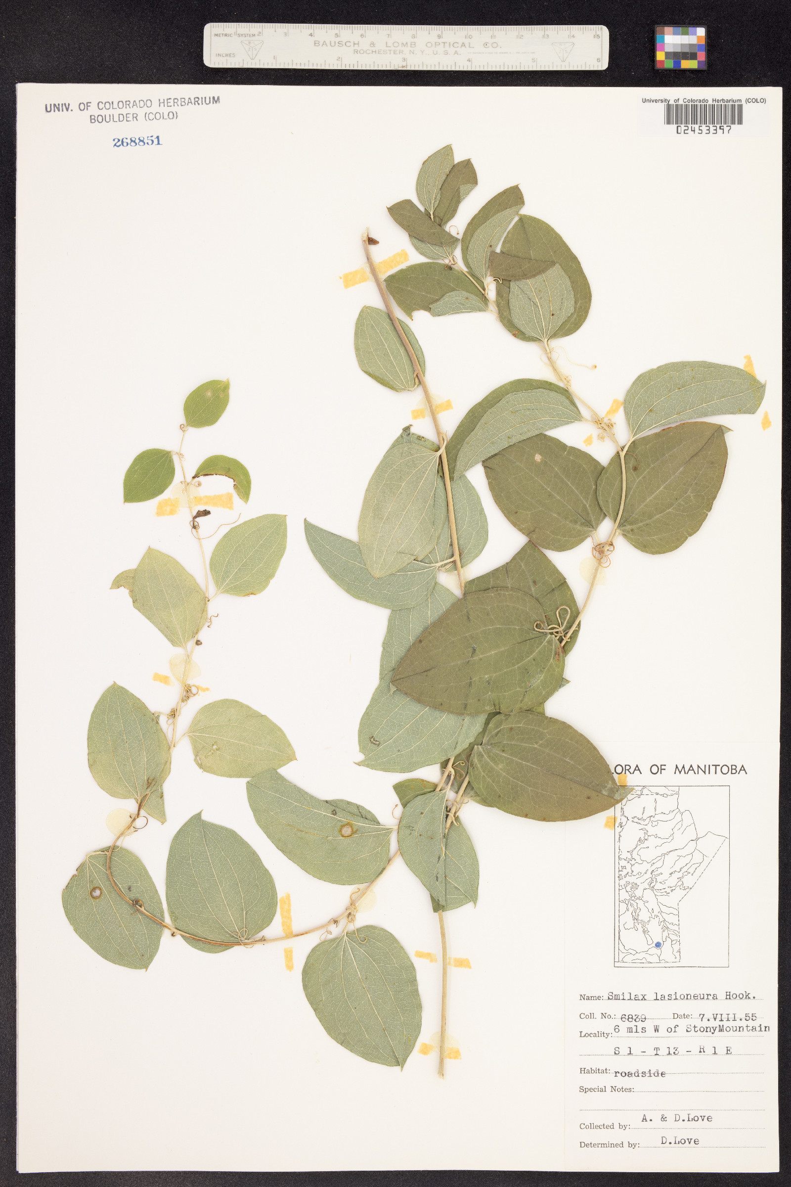 Smilax lasioneura image