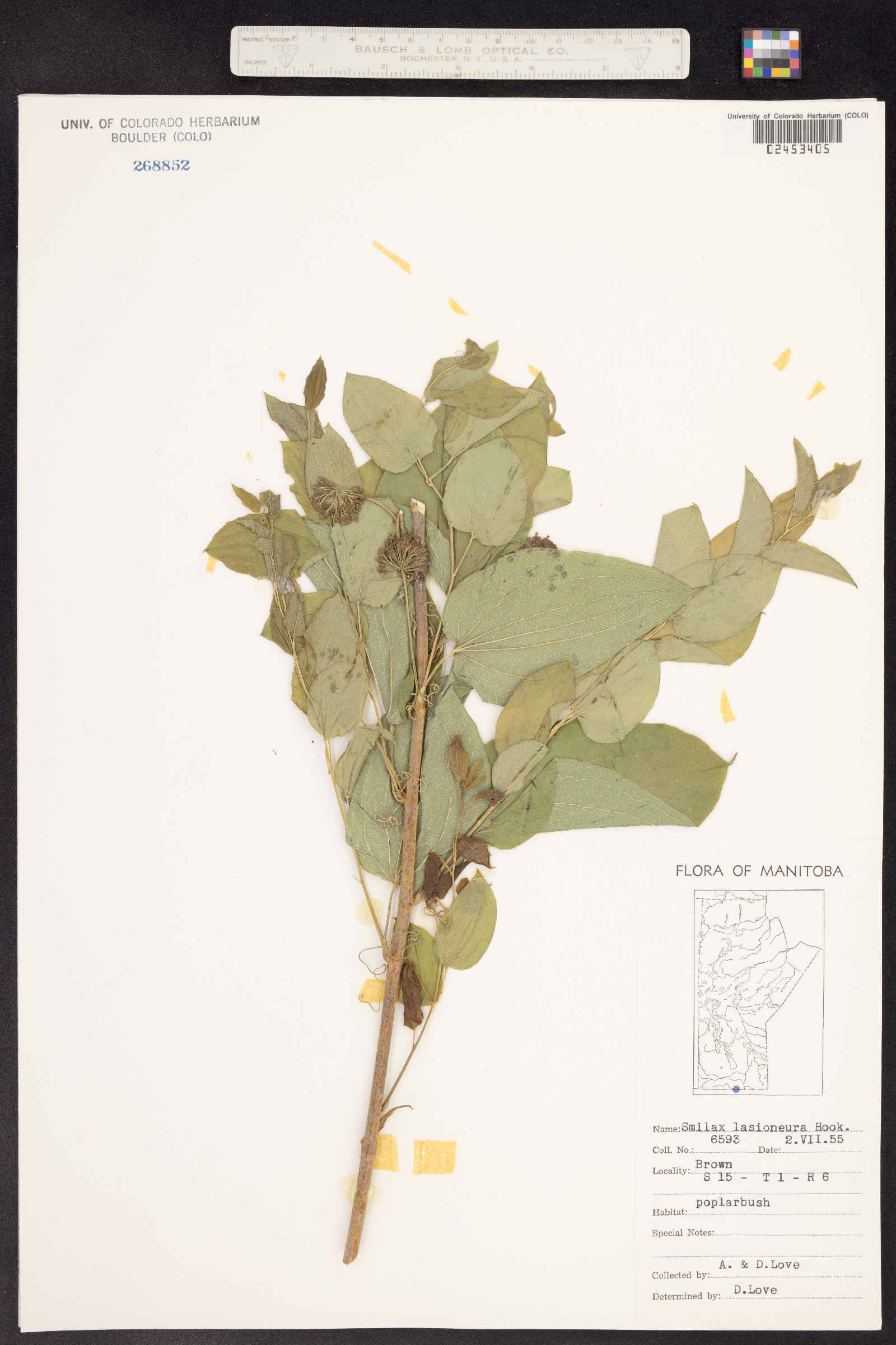 Smilax lasioneura image