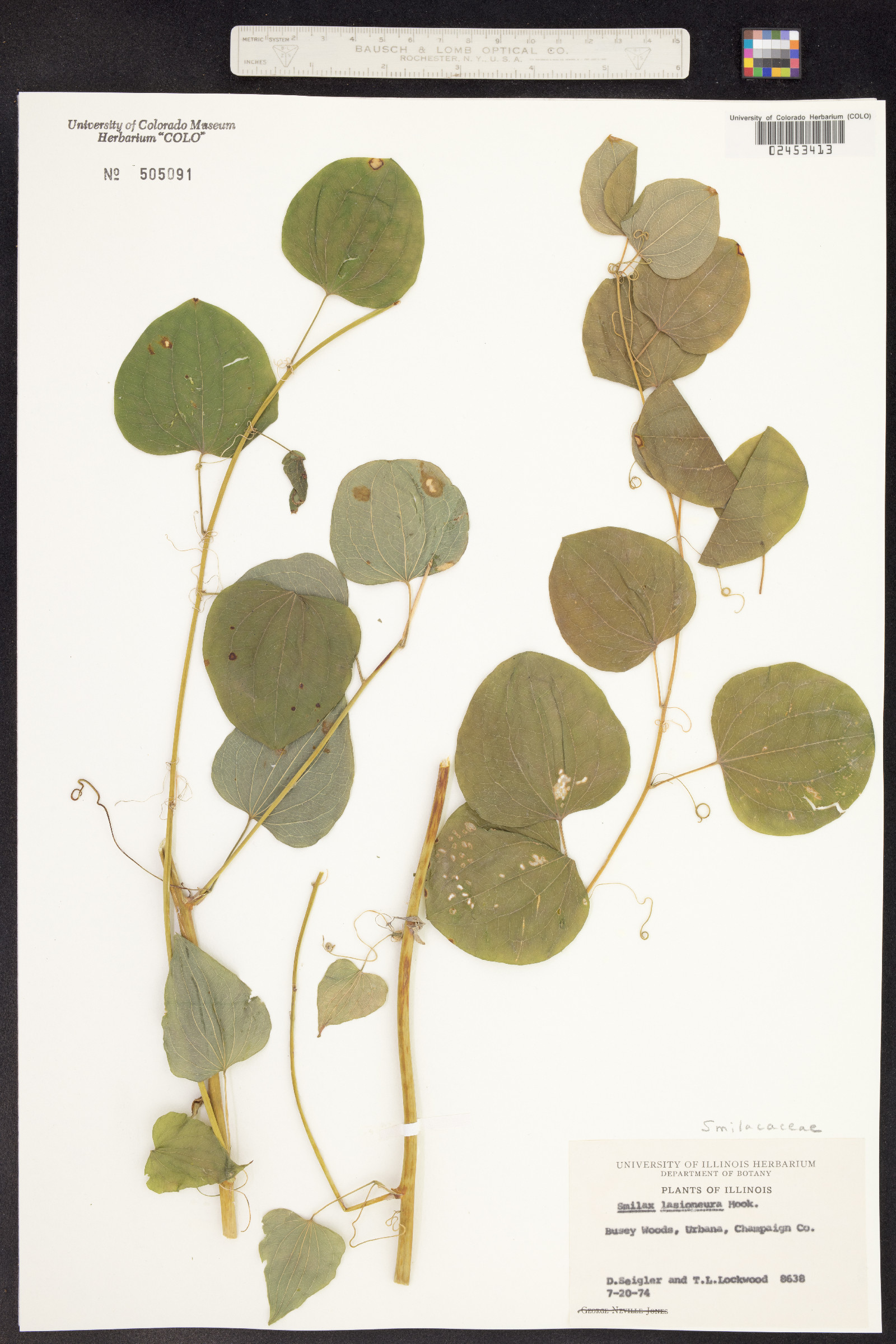 Smilax lasioneura image