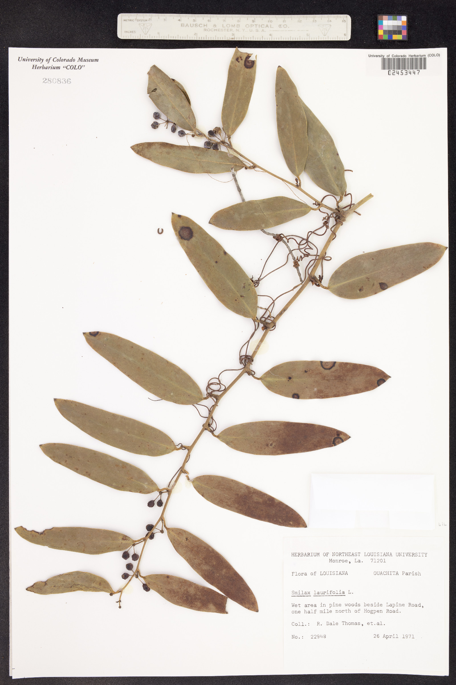 Smilax laurifolia image