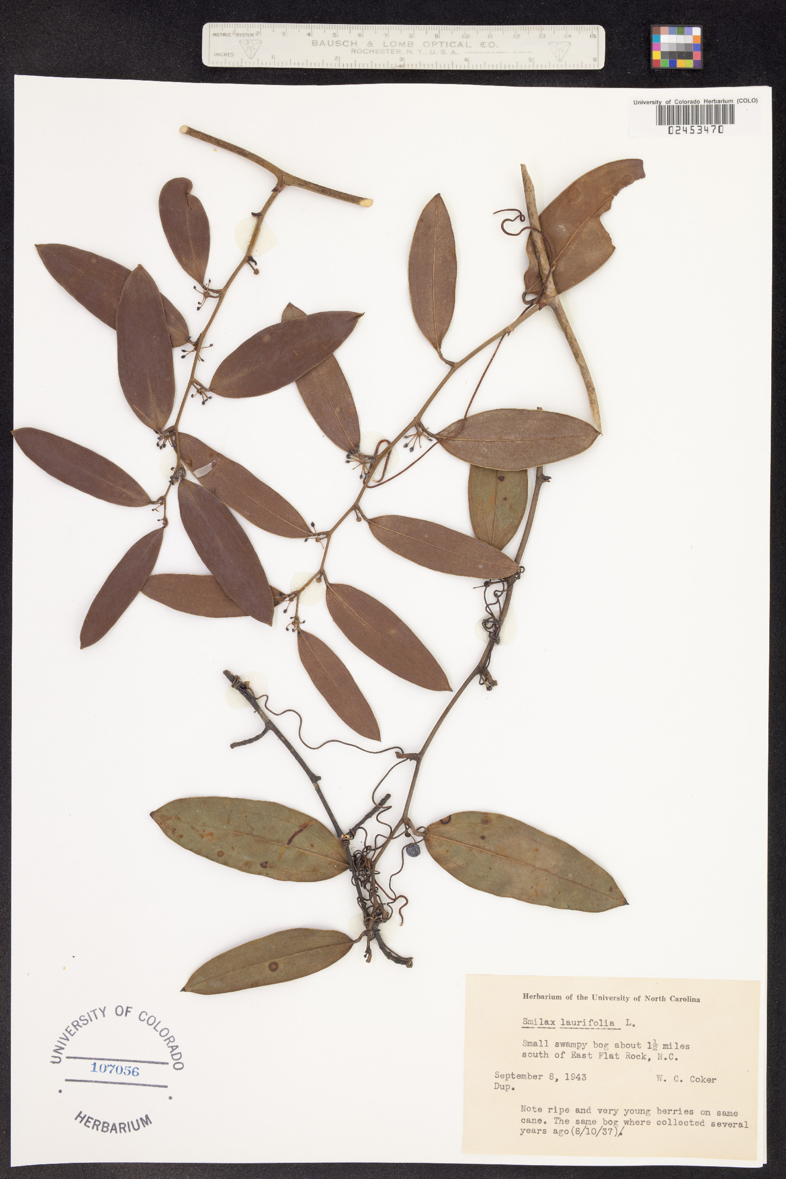 Smilax laurifolia image