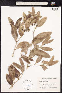 Image of Smilax laurifolia