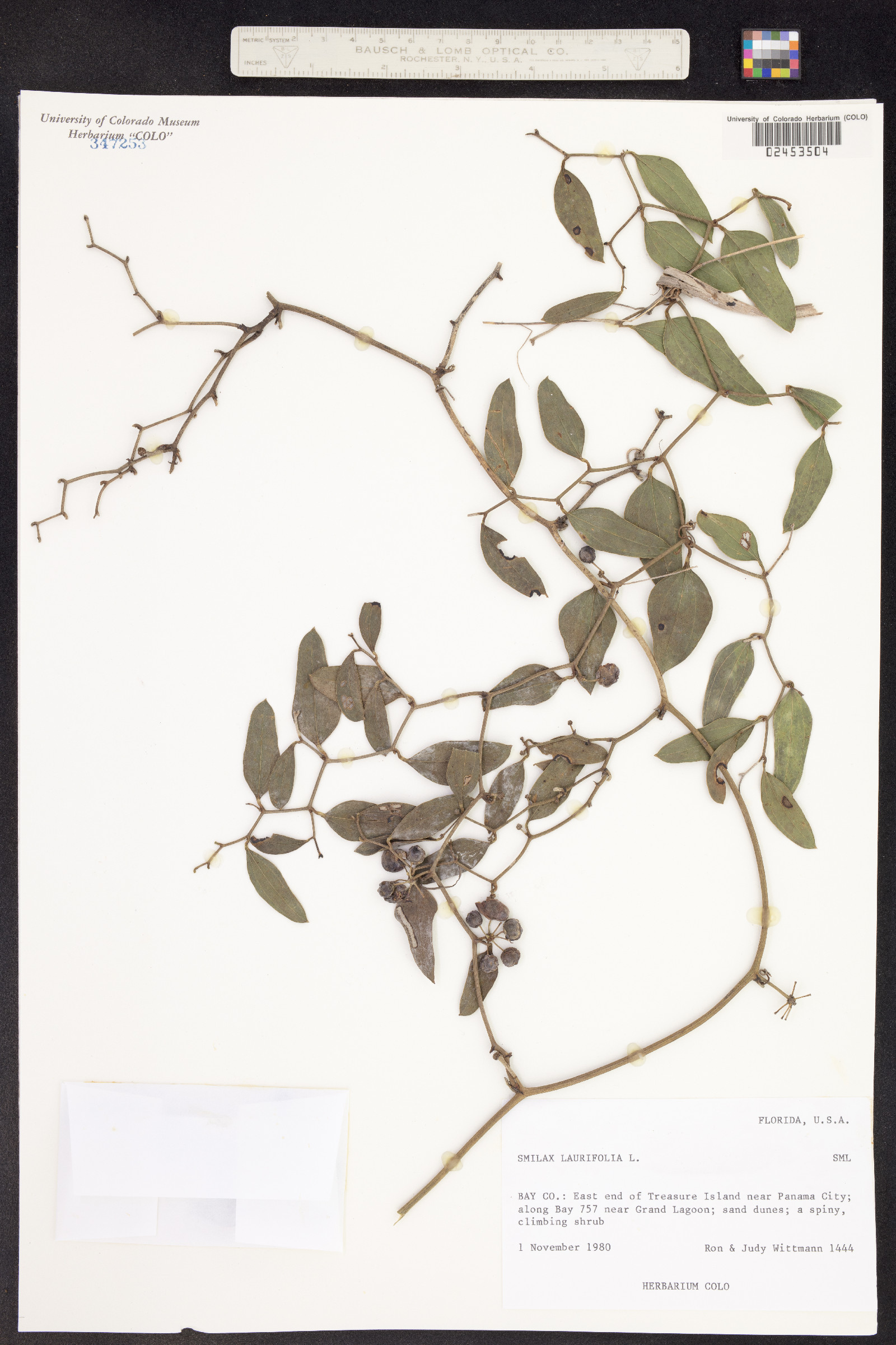 Smilax laurifolia image