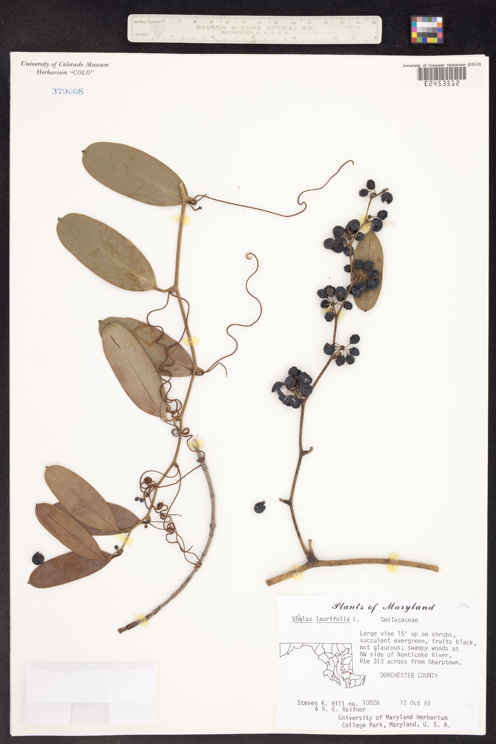 Smilax laurifolia image