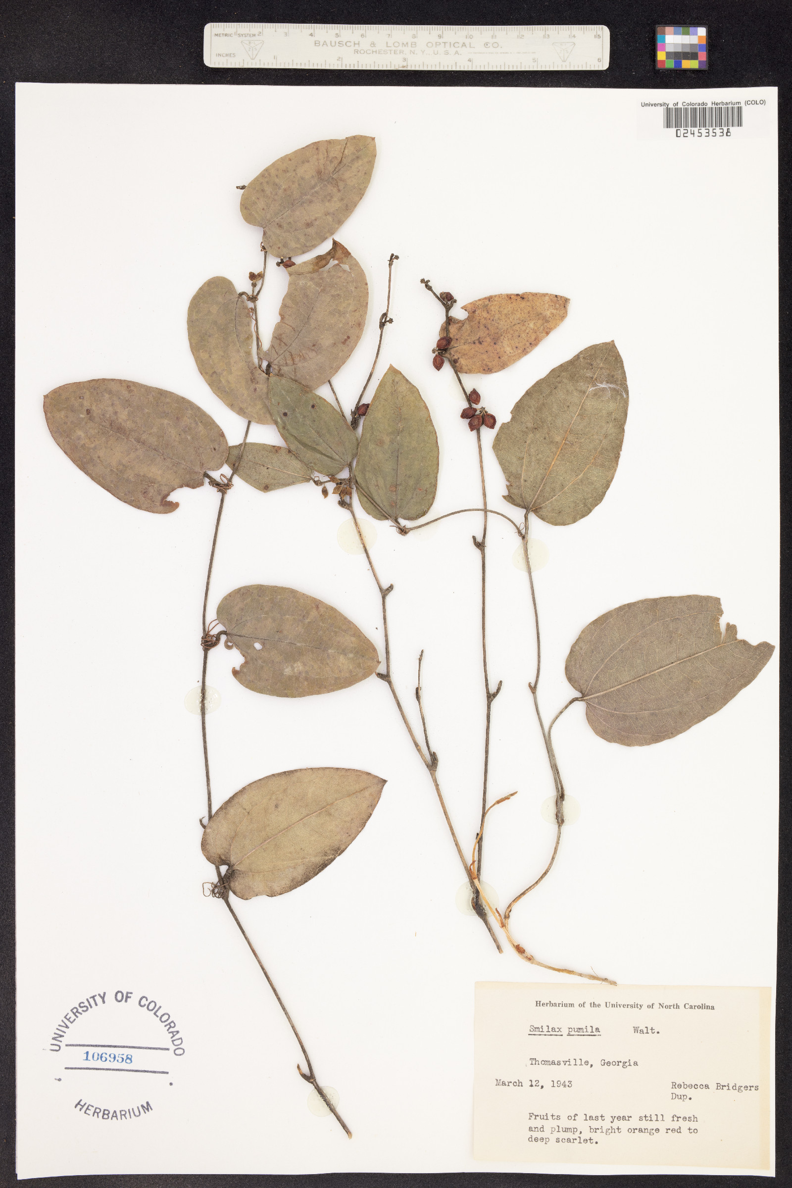 Smilax pumila image