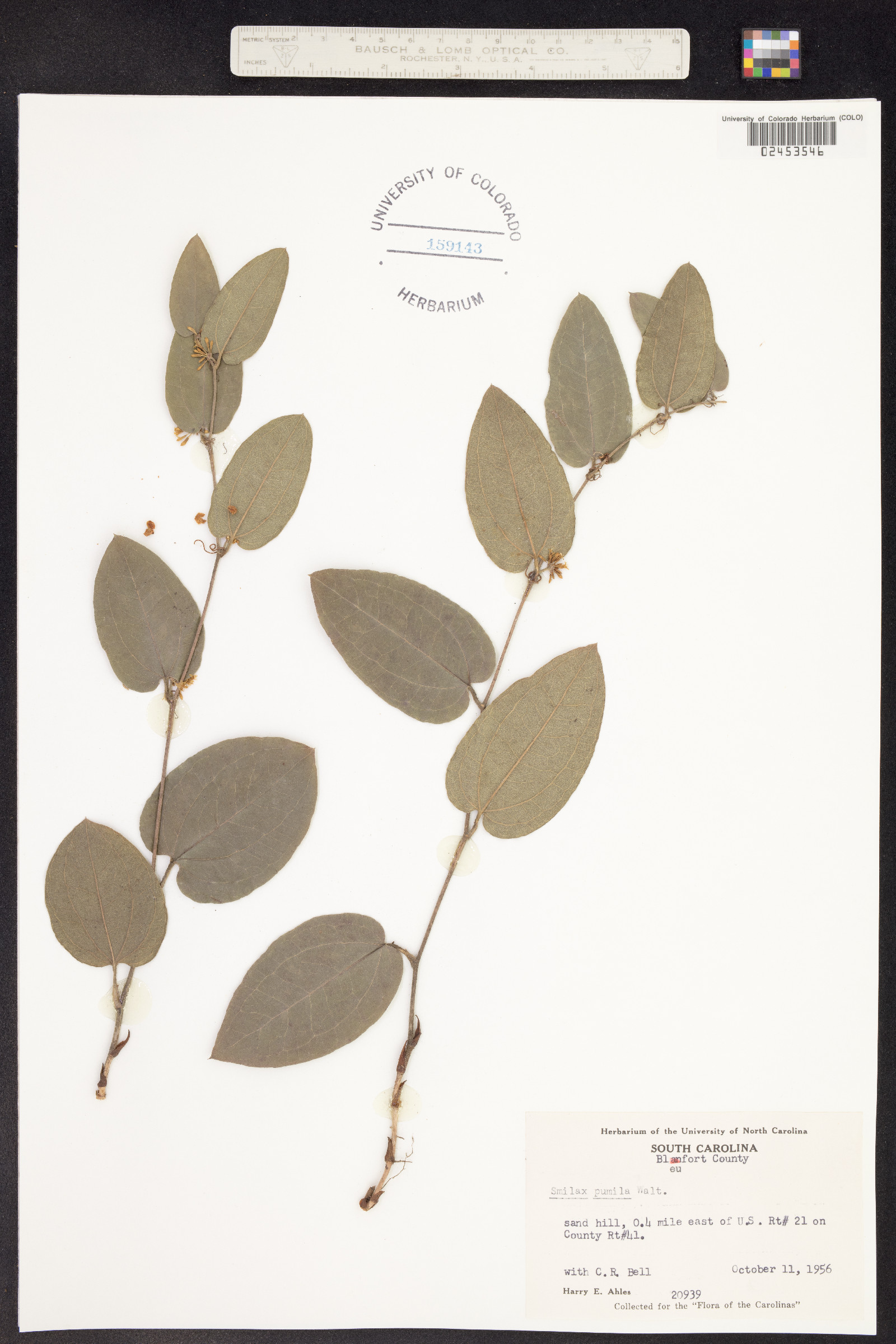 Smilax pumila image