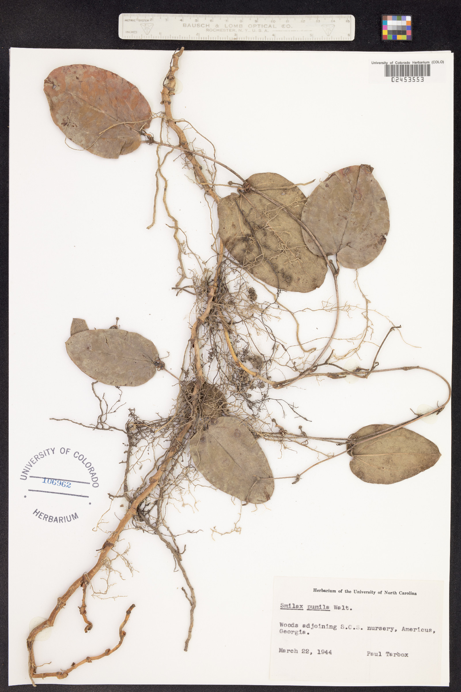 Smilax pumila image