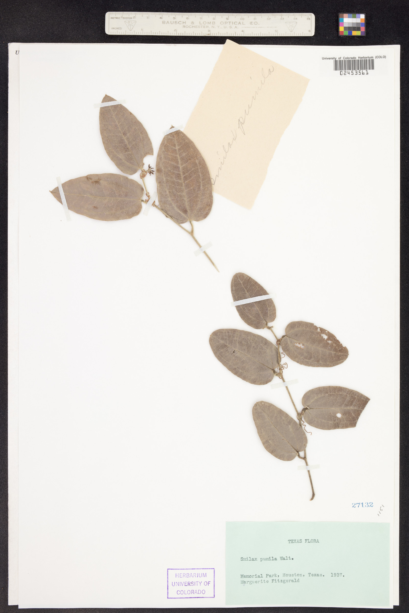 Smilax pumila image