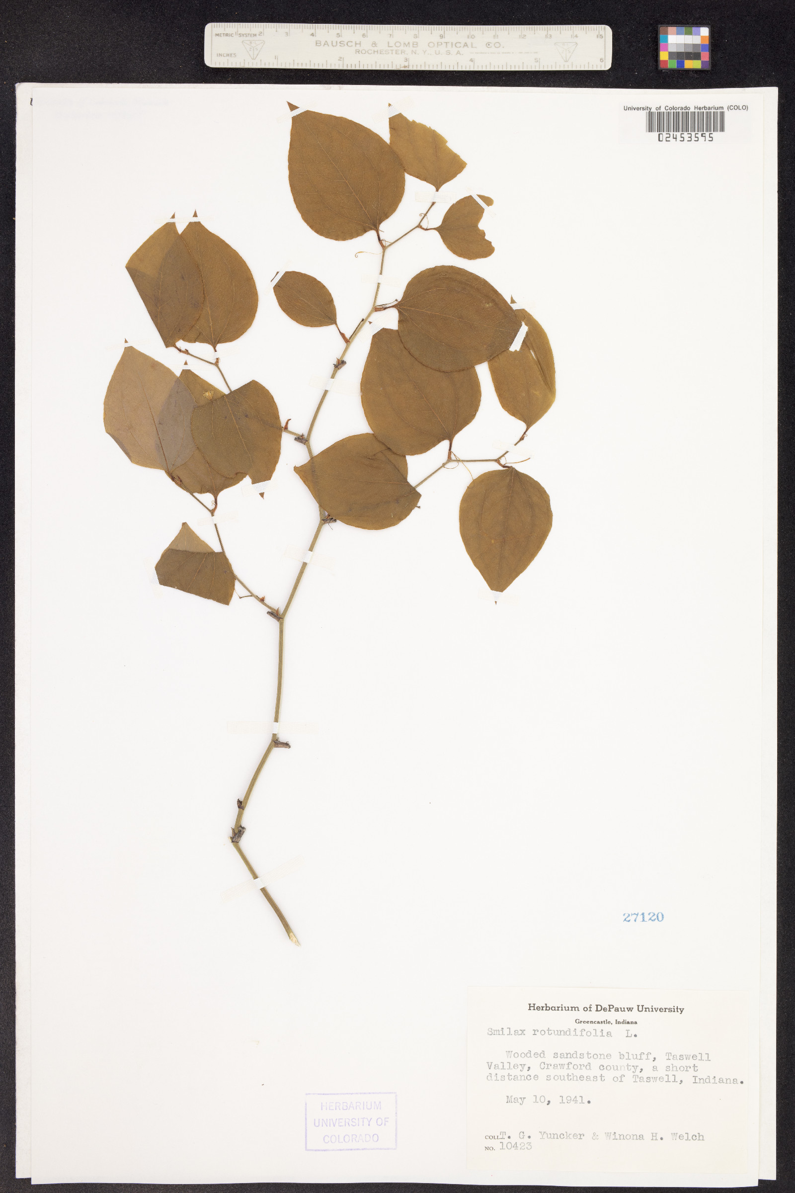 Smilax rotundifolia image