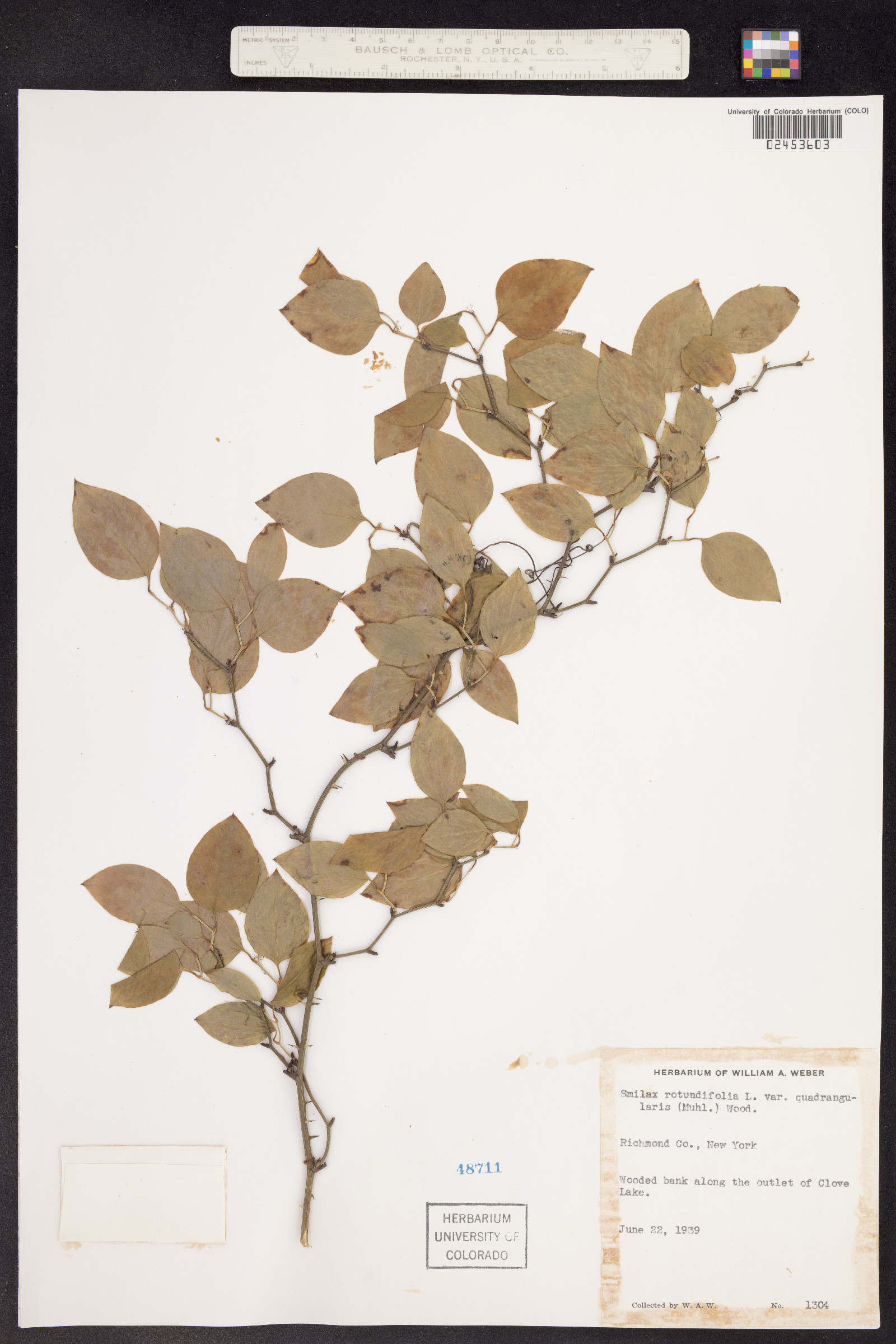 Smilax rotundifolia image