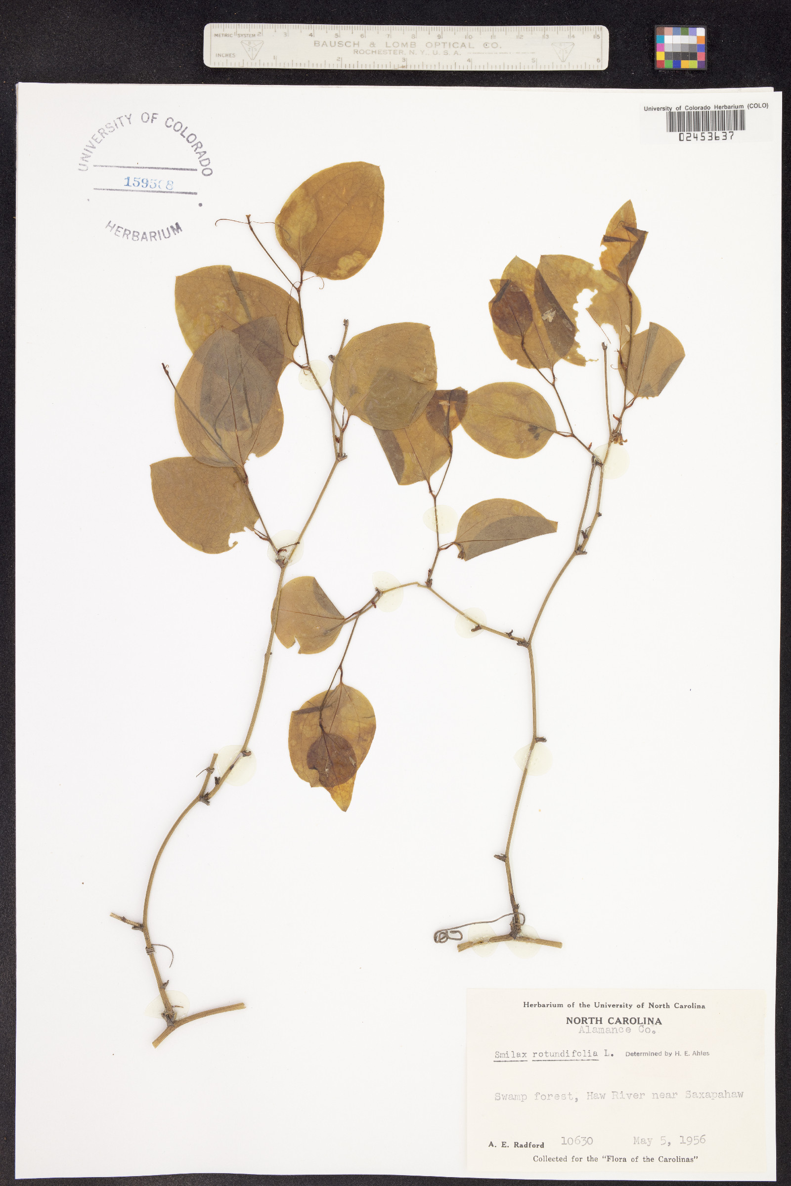 Smilax rotundifolia image